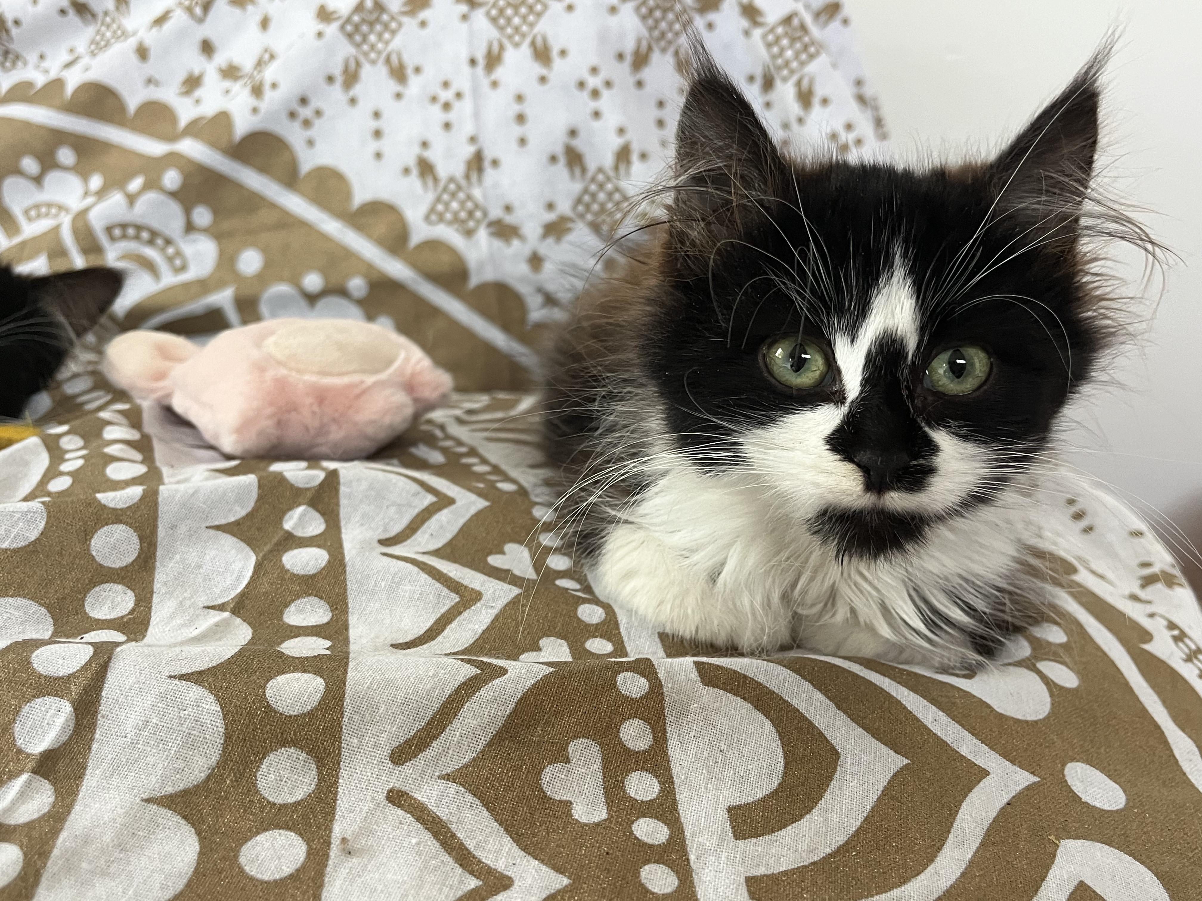 Enlarge Minnie, an adopted mixed breed in Santa Monica, CA image 4/5