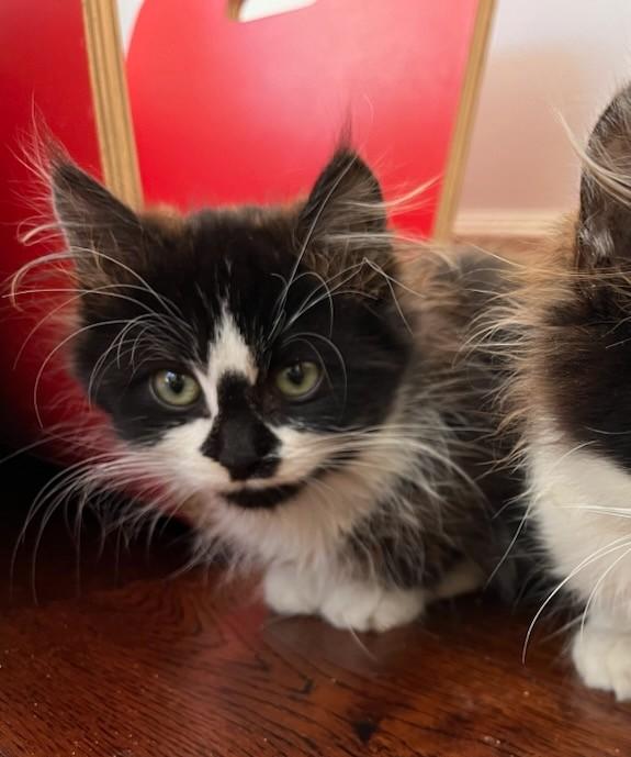 Enlarge Minnie, an adopted mixed breed in Santa Monica, CA image 5/5