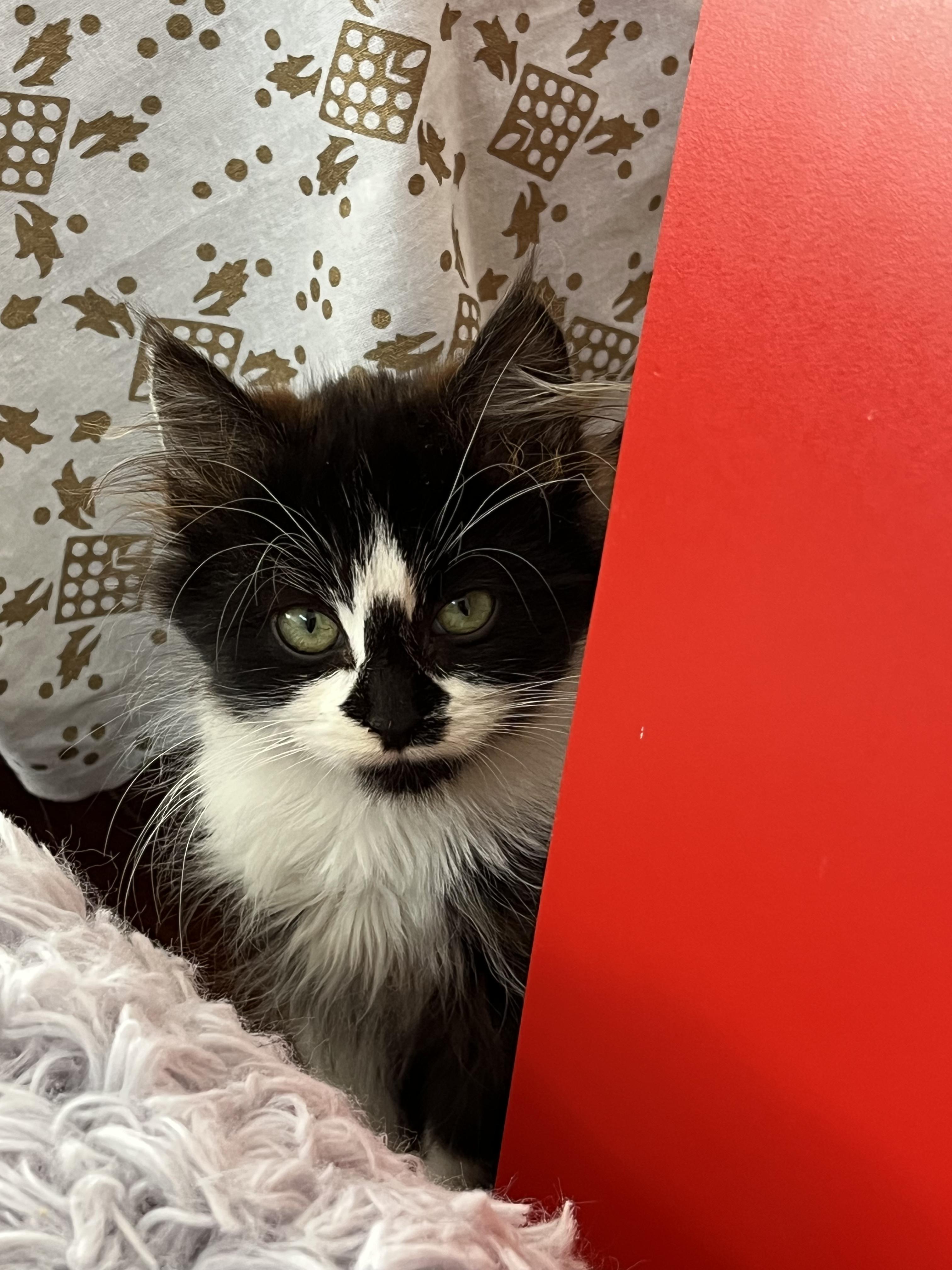 Enlarge Minnie, an adopted mixed breed in Santa Monica, CA image 2/5