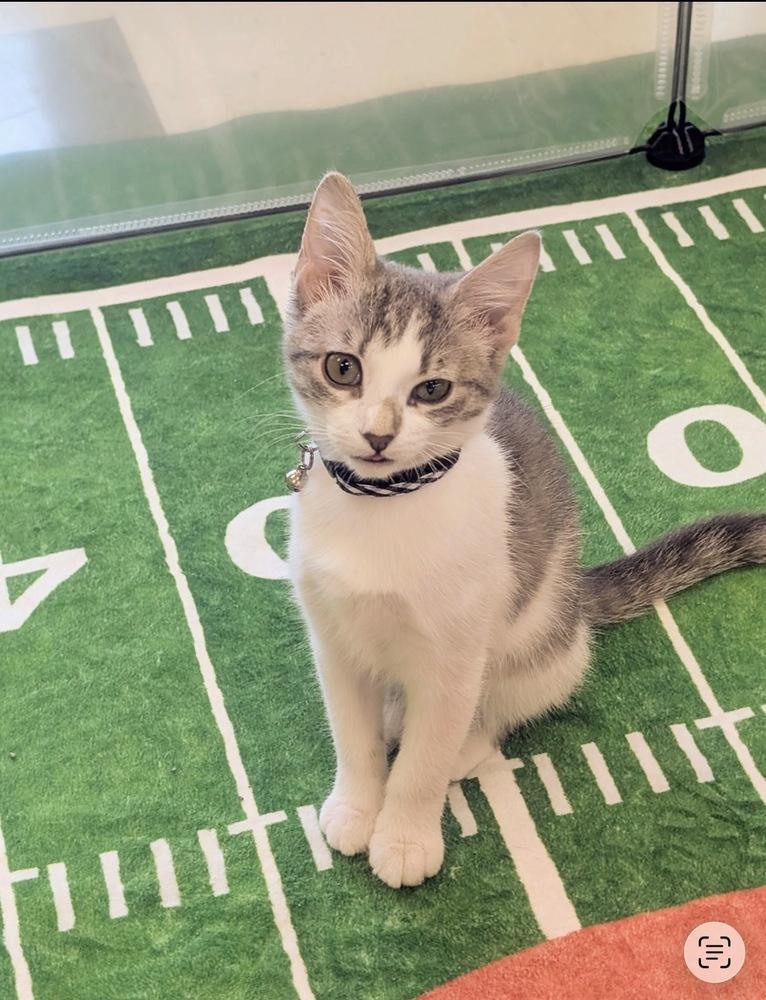 Willow, Adoptable, Kitten Female Domestic Short Hair.