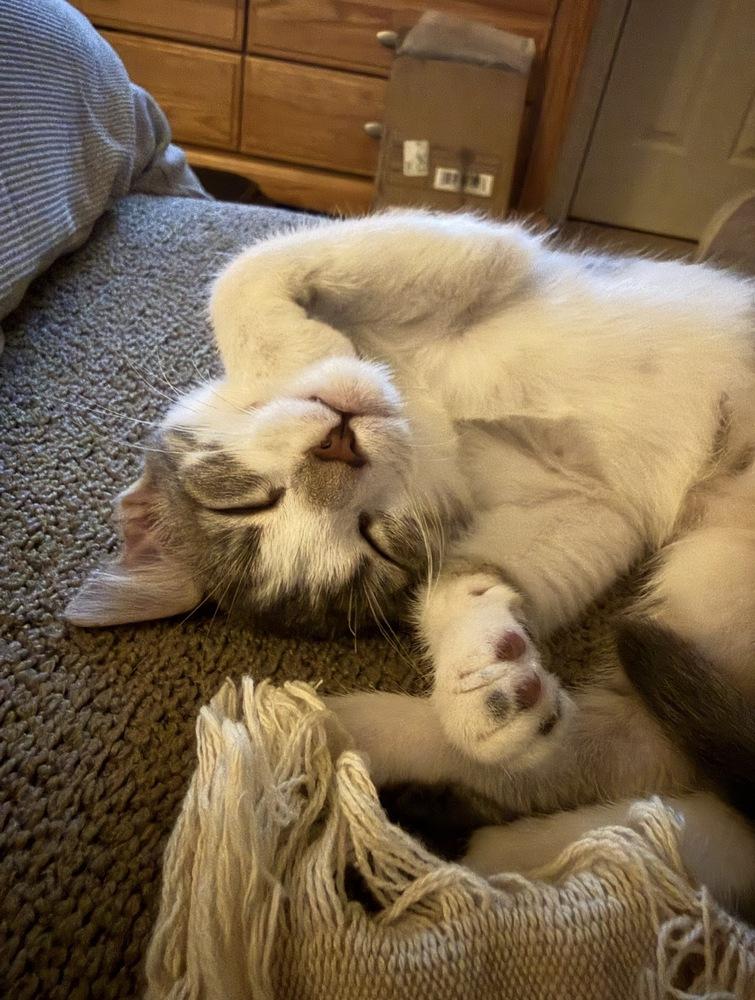 Enlarge Willow, a Adoptable Domestic Short Hair in Springdale, PA image 4/5