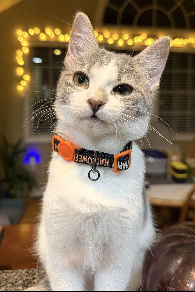 Enlarge Willow, a Adoptable Domestic Short Hair in Springdale, PA image 5/5
