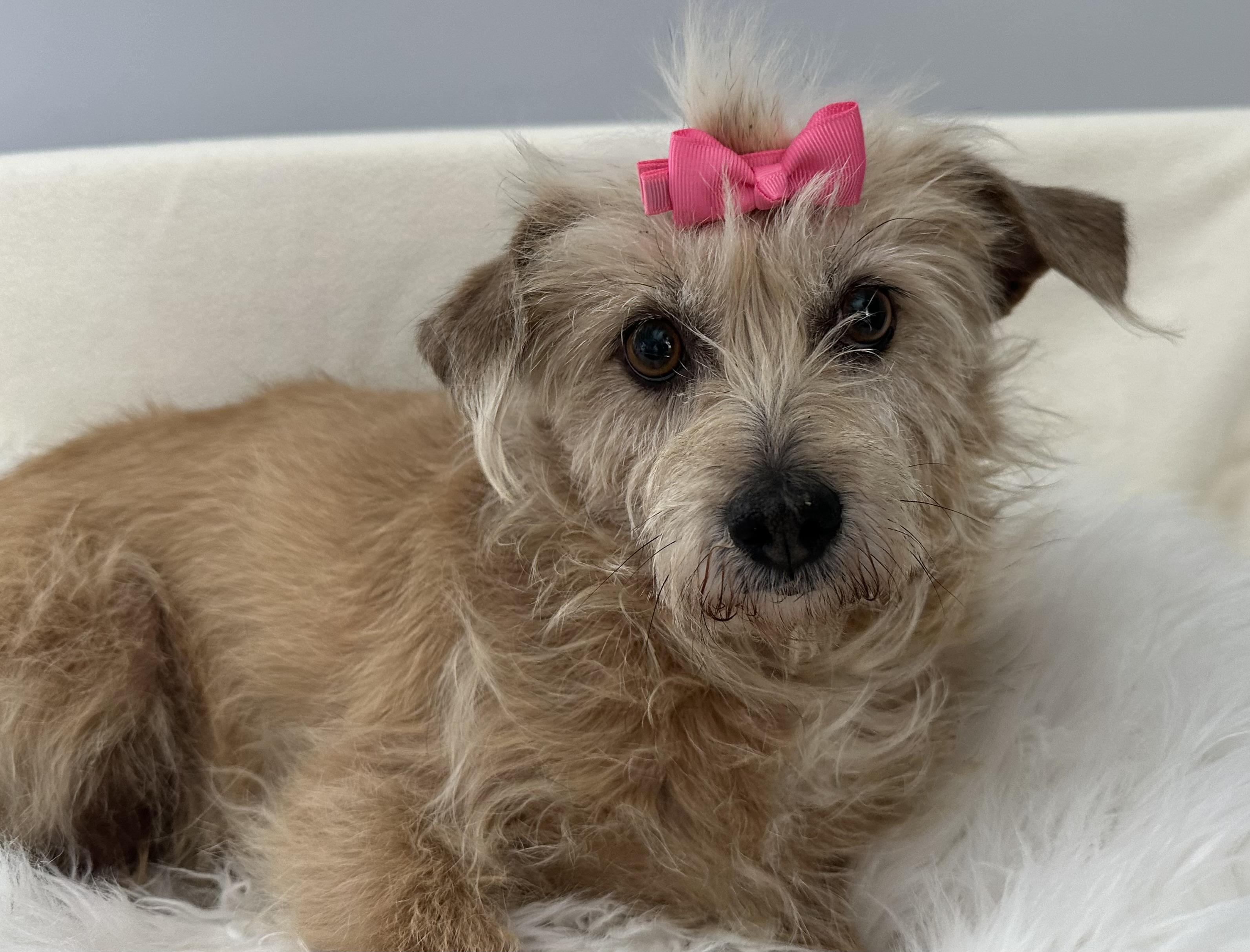 Hartley, a ADOPTABLE mixed breed in Lawrenceville, GA image 2/3