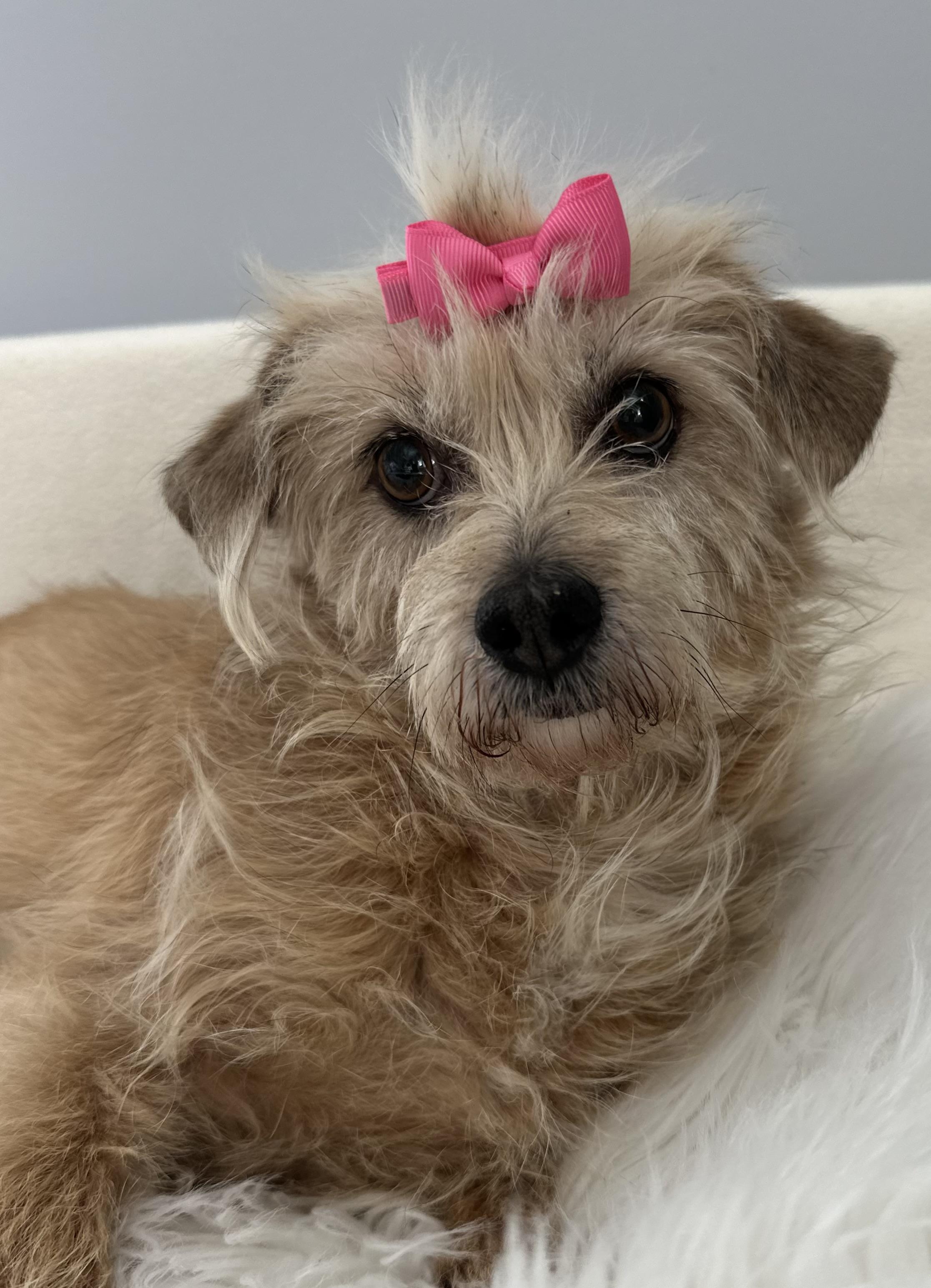 Hartley, a ADOPTABLE mixed breed in Lawrenceville, GA image 3/3