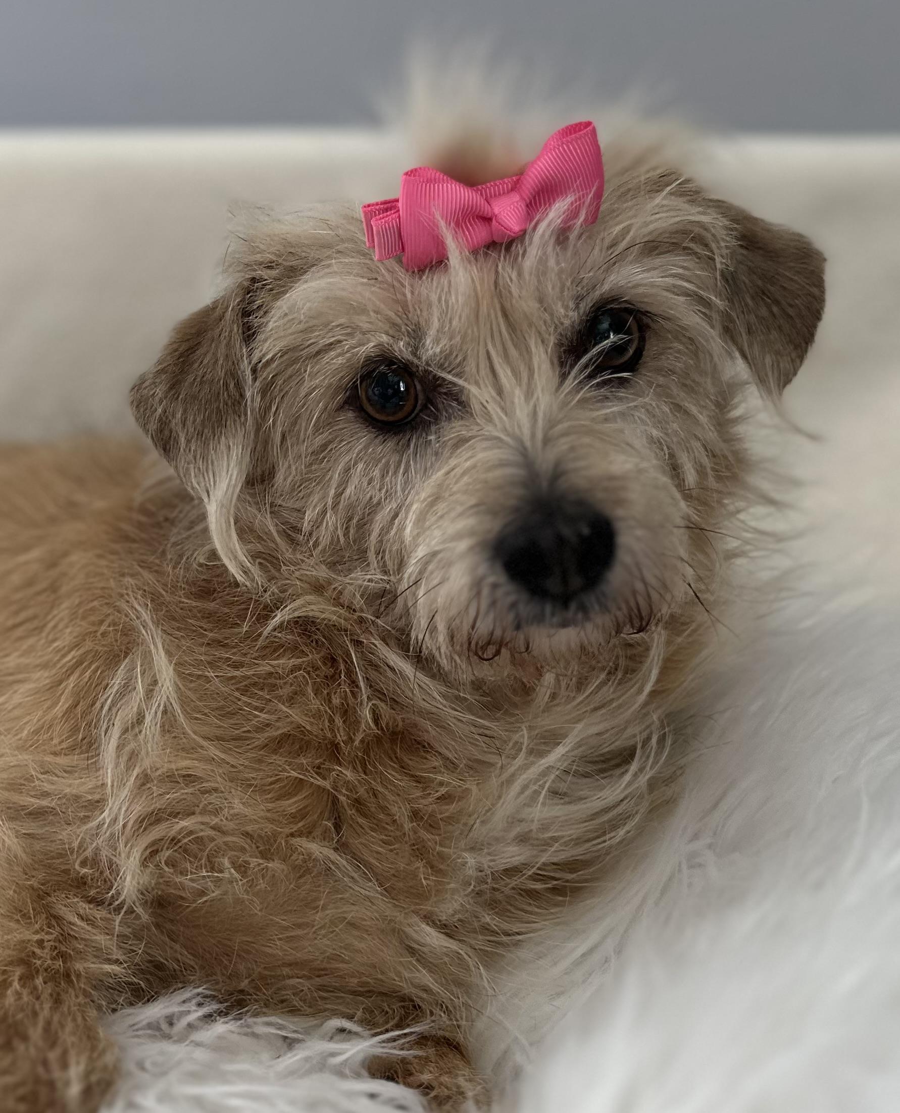 Hartley, ADOPTABLE, Young Female Wirehaired Terrier.