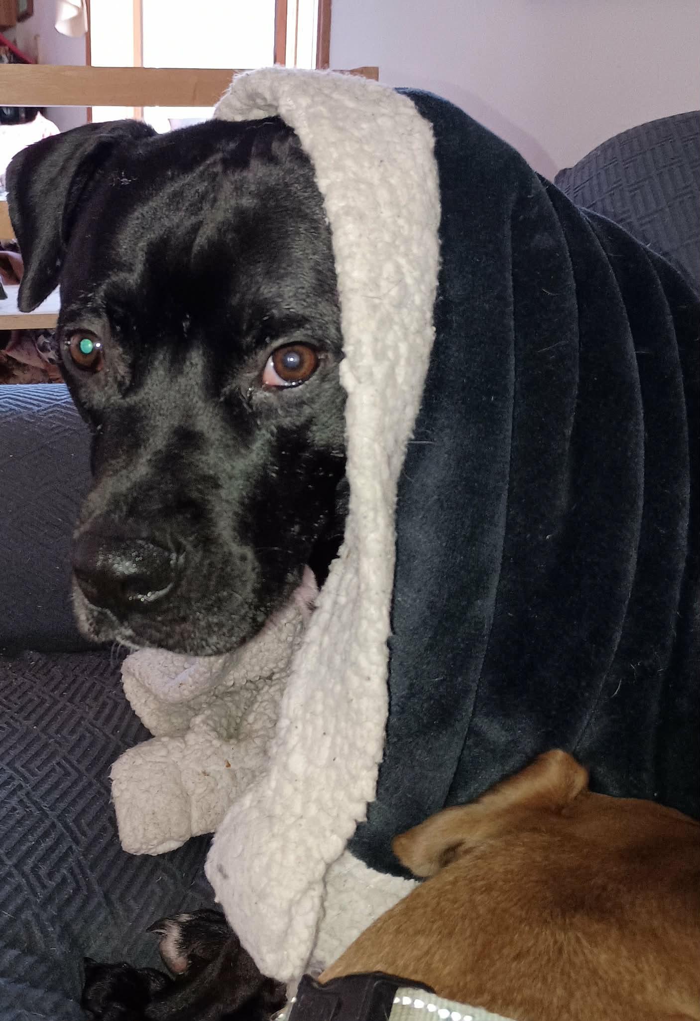 Enlarge Midnight Lagoon, a Adoptable American Staffordshire Terrier in Minneapolis, MN image 2/3