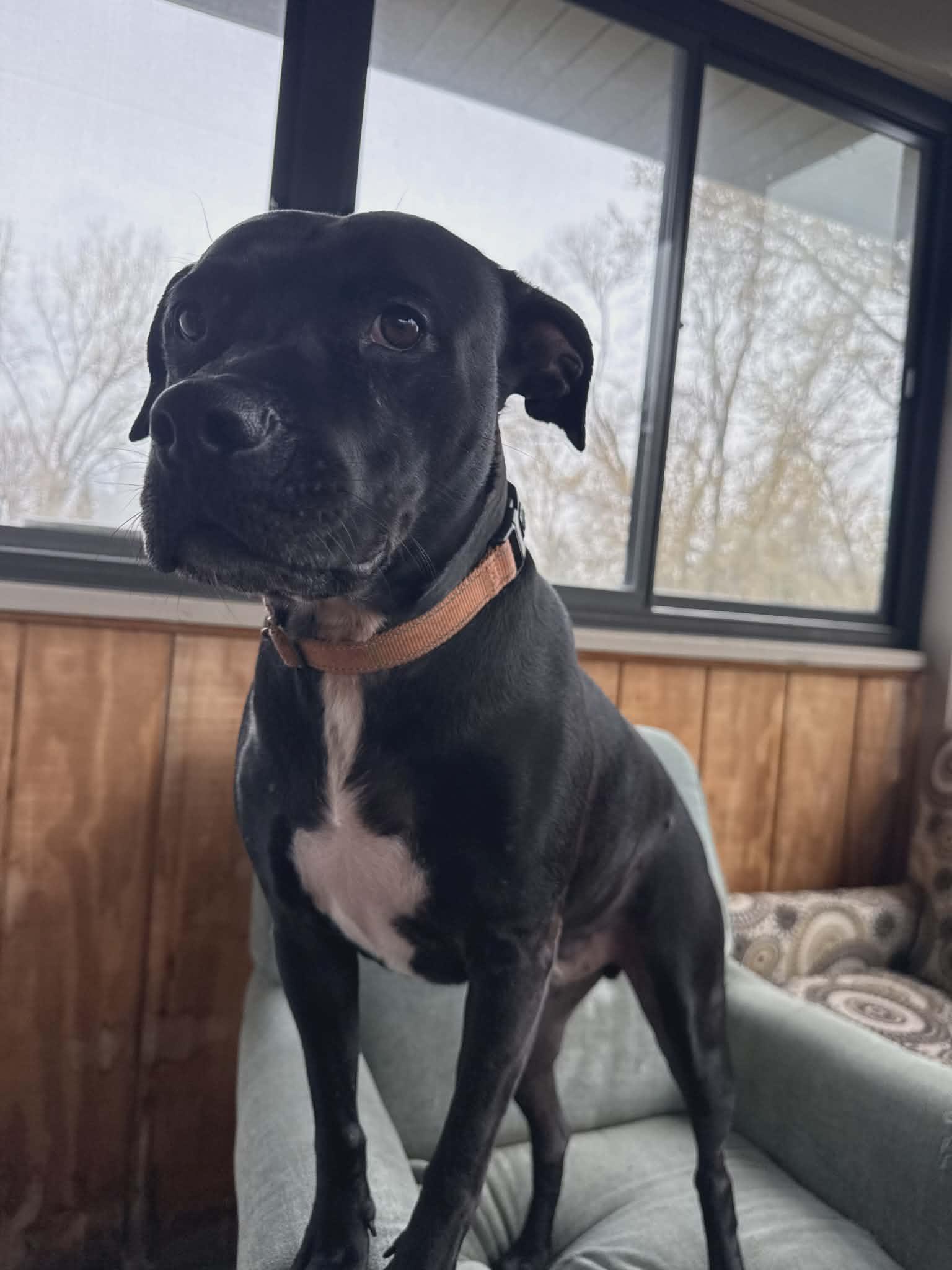 Enlarge Midnight Lagoon, a Adoptable American Staffordshire Terrier in Minneapolis, MN image 3/3