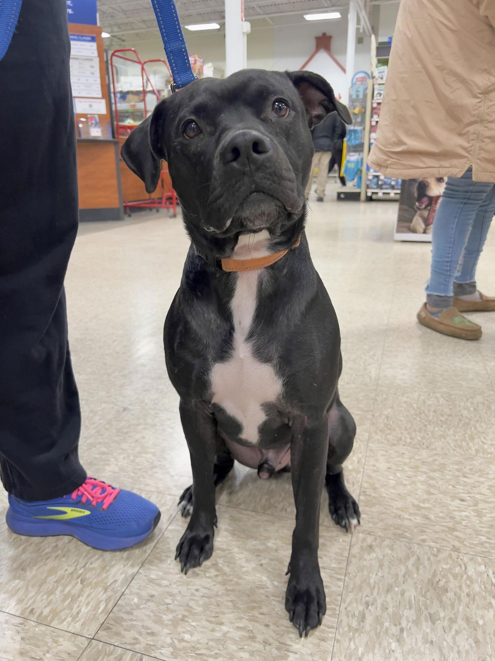 Enlarge Midnight Lagoon, a Adoptable American Staffordshire Terrier in Minneapolis, MN image 3/3