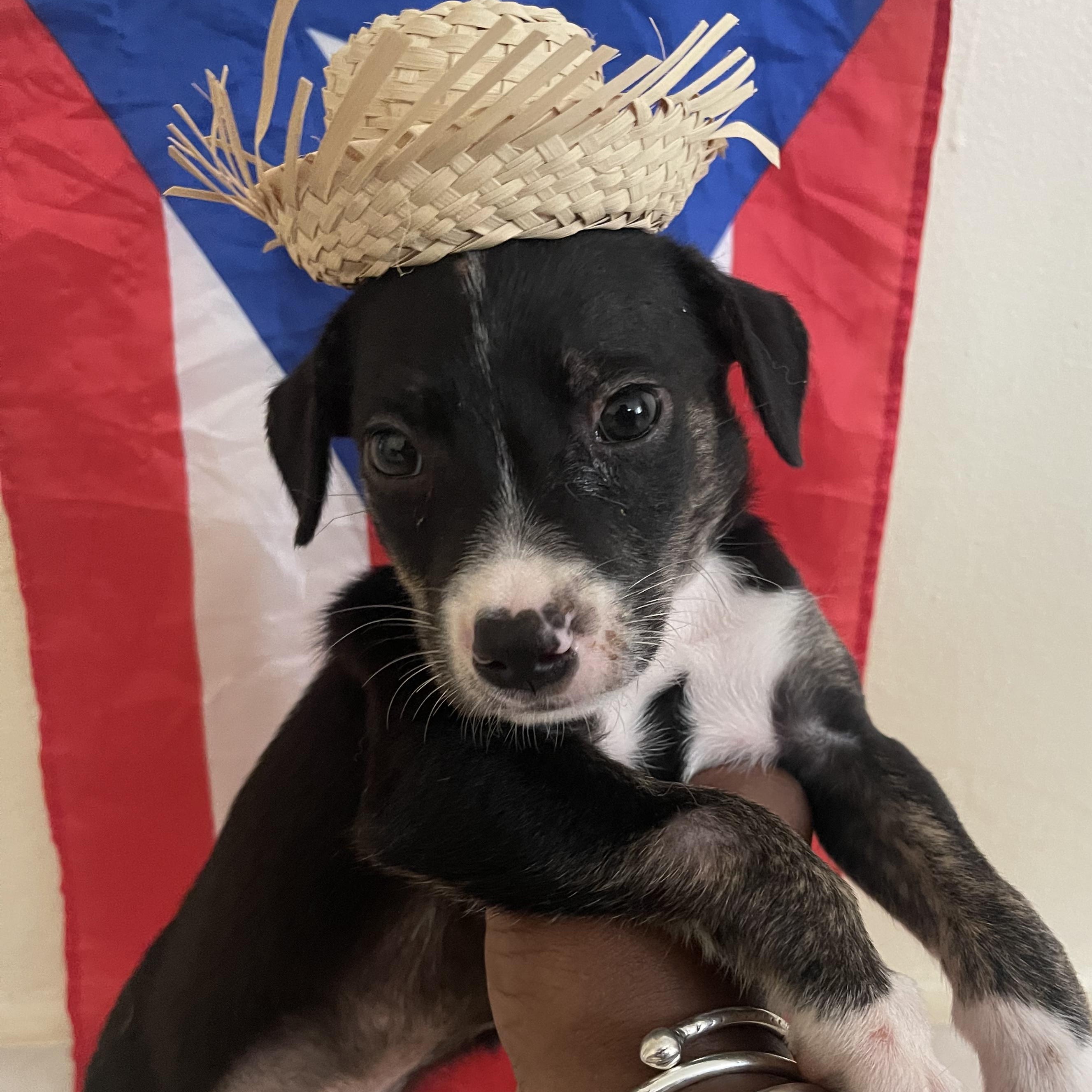 Enlarge Chex - The Tiny Survivor, an adoption pending mixed breed in Brooklyn, NY image 1/6