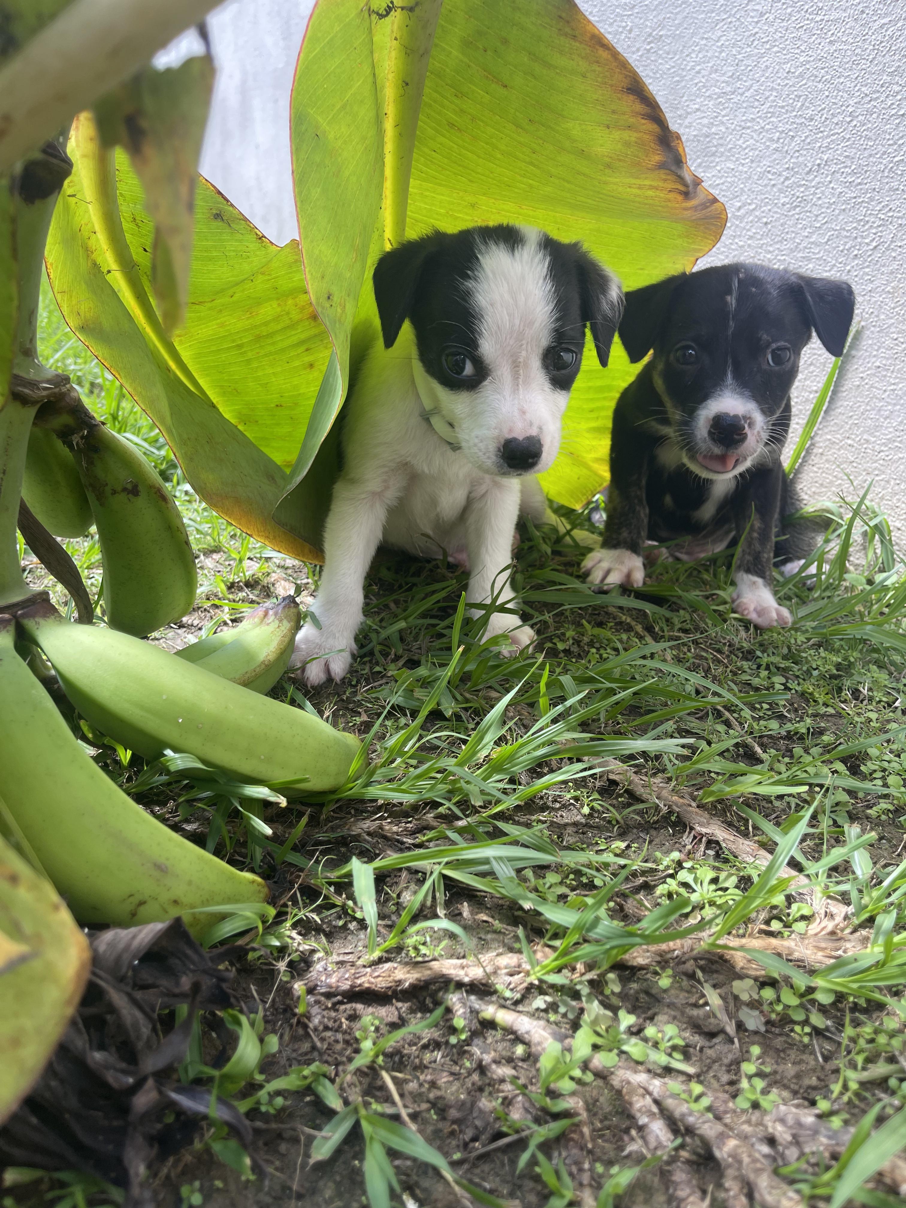 Enlarge Chex - The Tiny Survivor, an adoption pending mixed breed in Brooklyn, NY image 4/6