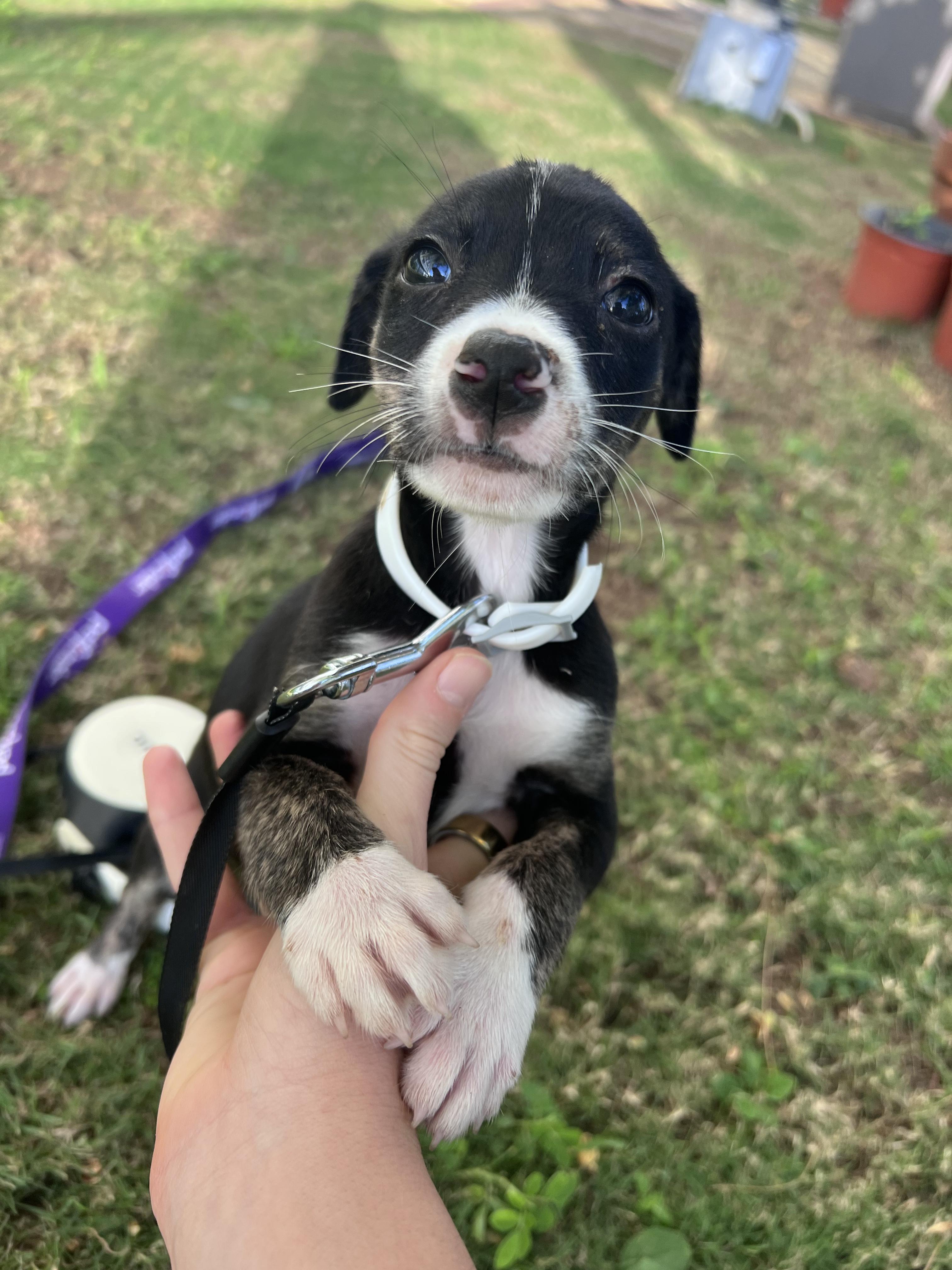 Enlarge Chex - The Tiny Survivor, an adoption pending mixed breed in Brooklyn, NY image 2/6