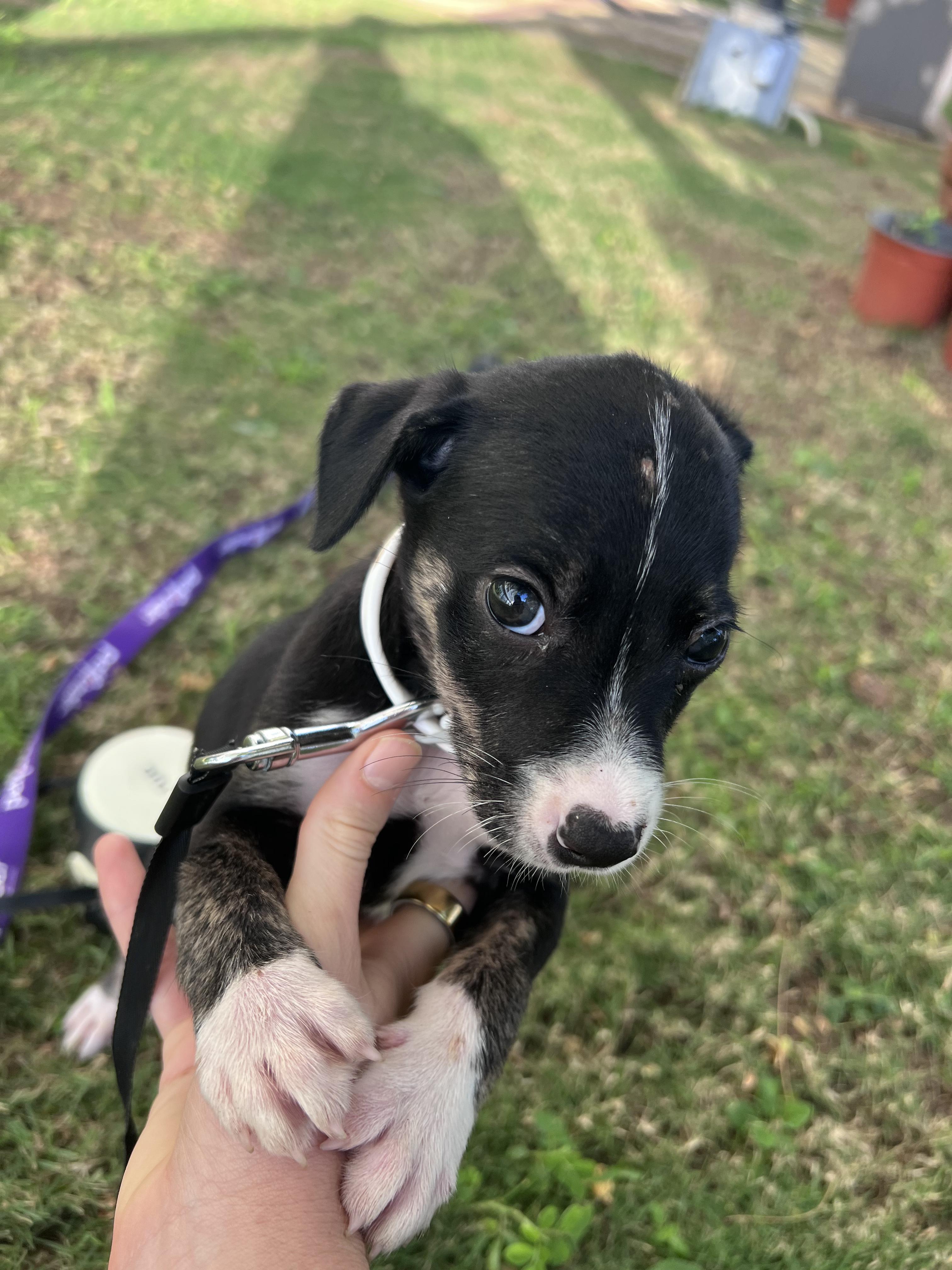 Enlarge Chex - The Tiny Survivor, an adoption pending mixed breed in Brooklyn, NY image 3/6