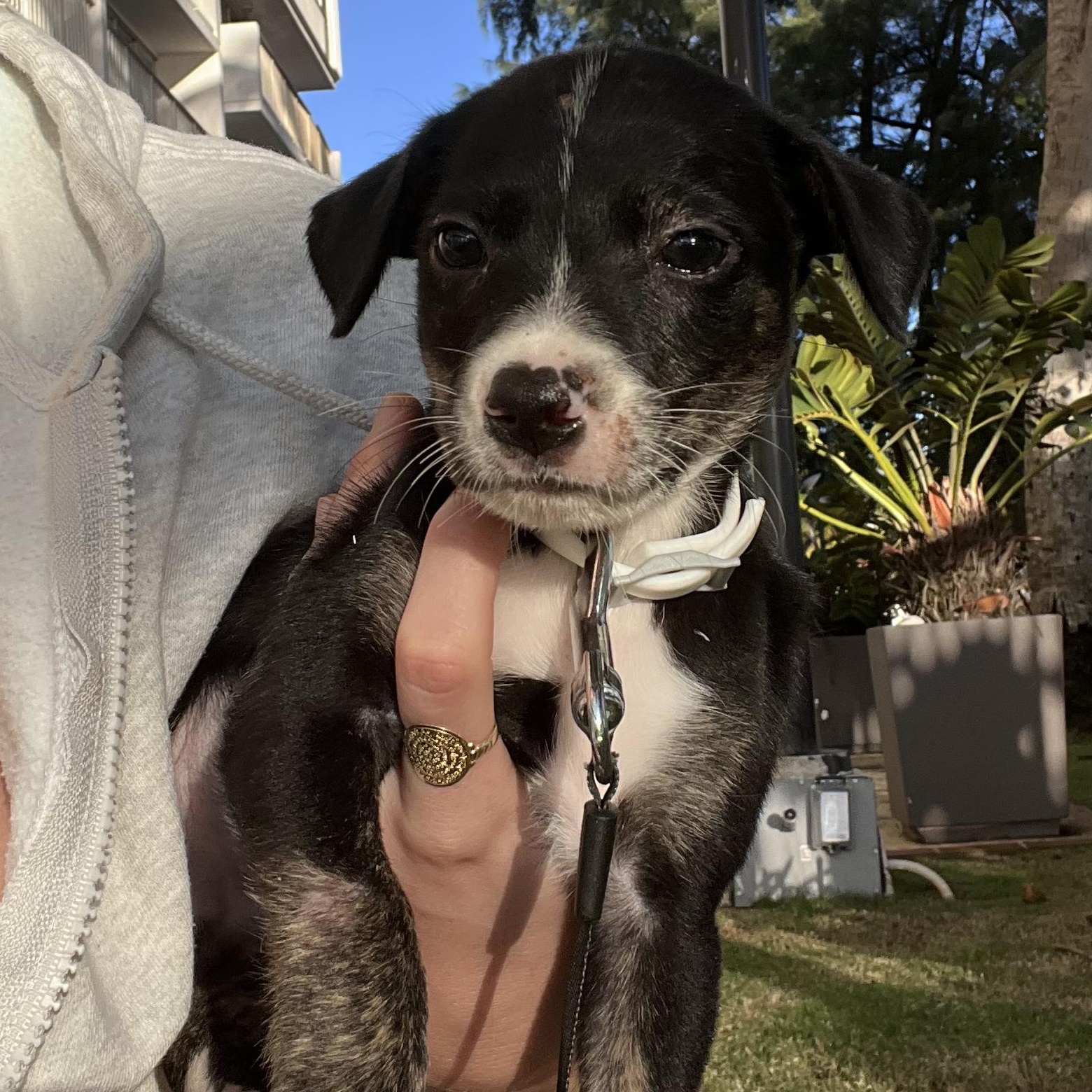 Enlarge Chex - The Tiny Survivor, an adoption pending mixed breed in Brooklyn, NY image 6/6