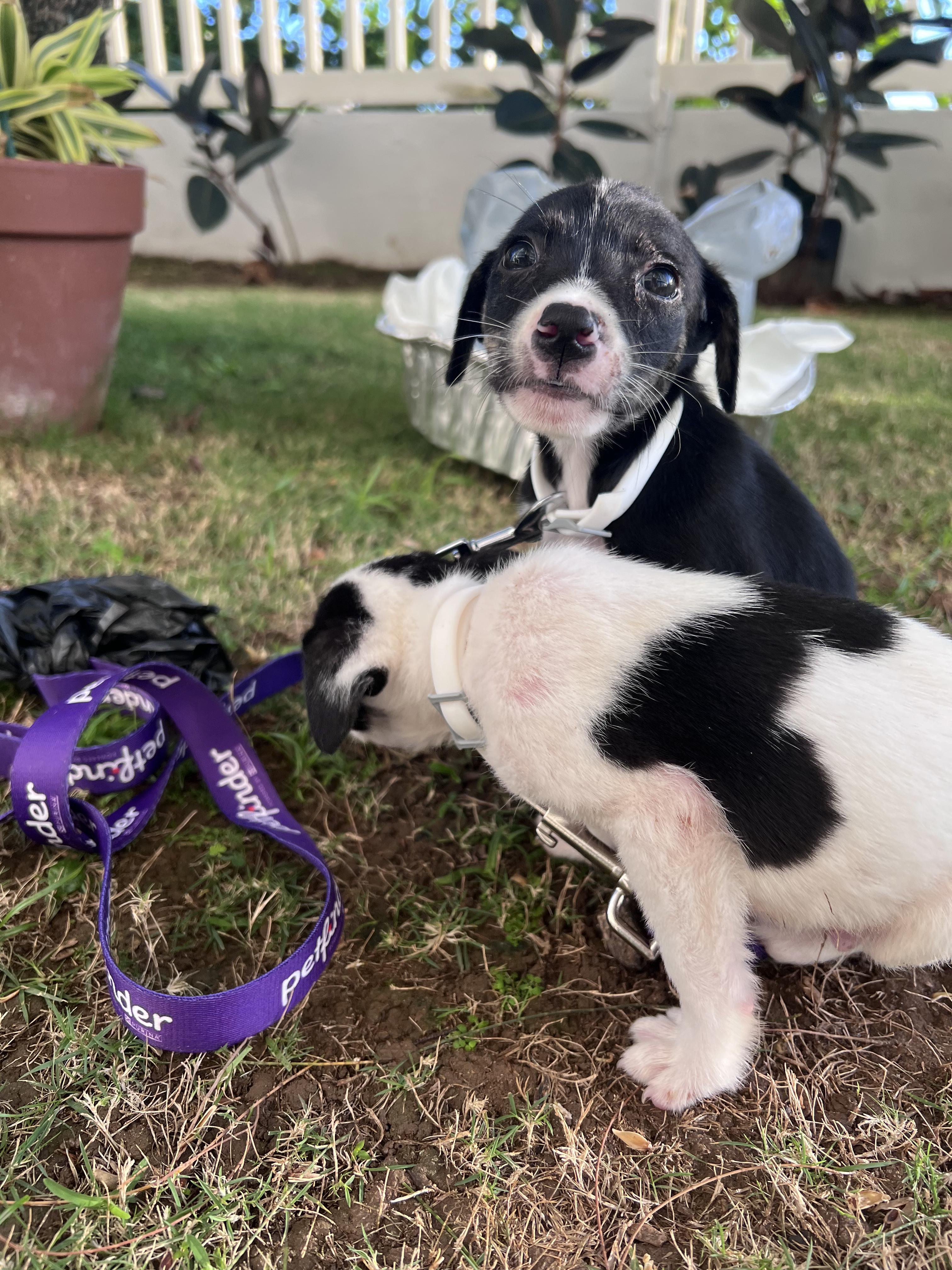 Enlarge Chex - The Tiny Survivor, an adoption pending mixed breed in Brooklyn, NY image 5/6