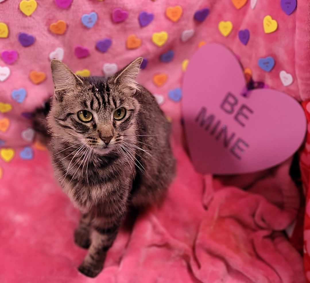 Petunia, a Adoptable mixed breed in Vernon, TX image 1/3