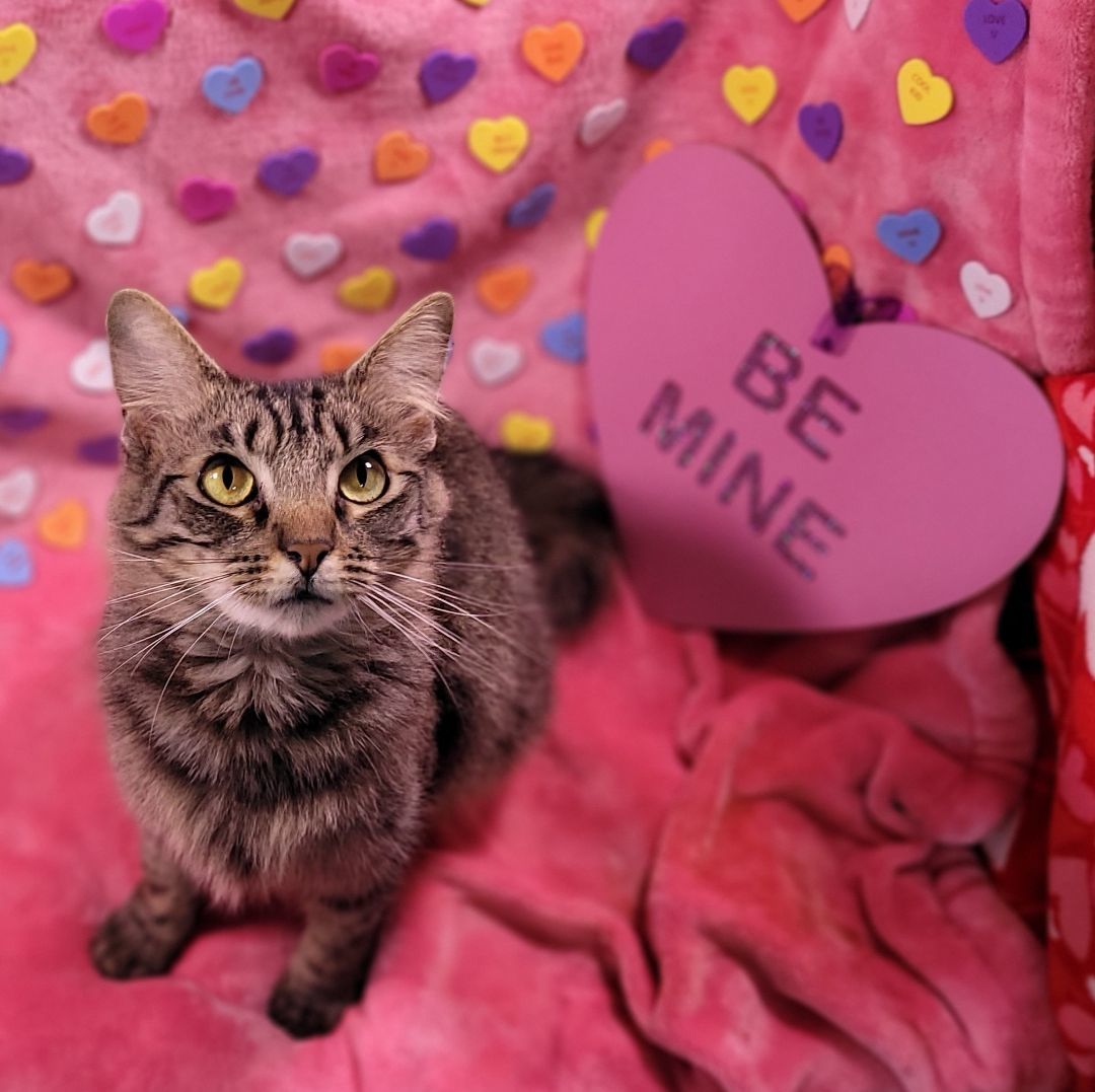 Petunia, a Adoptable mixed breed in Vernon, TX image 2/3