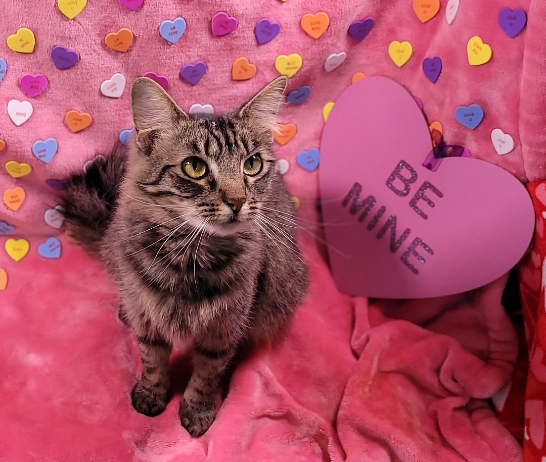 Petunia, a Adoptable mixed breed in Vernon, TX image 3/3