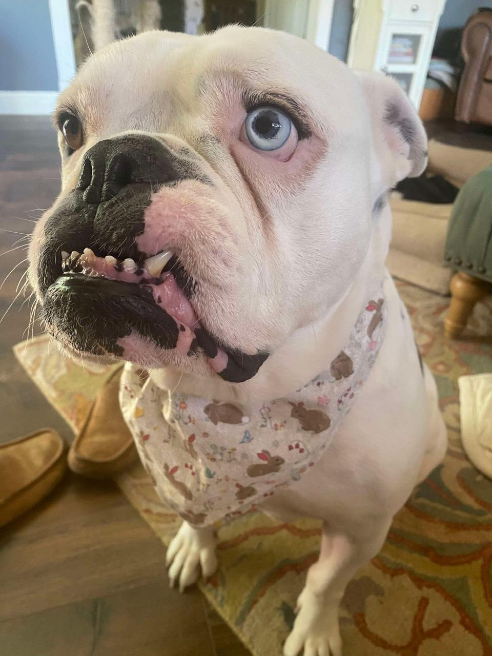 Ruby, a Adoptable American Bulldog in Hollister, CA image 2/4