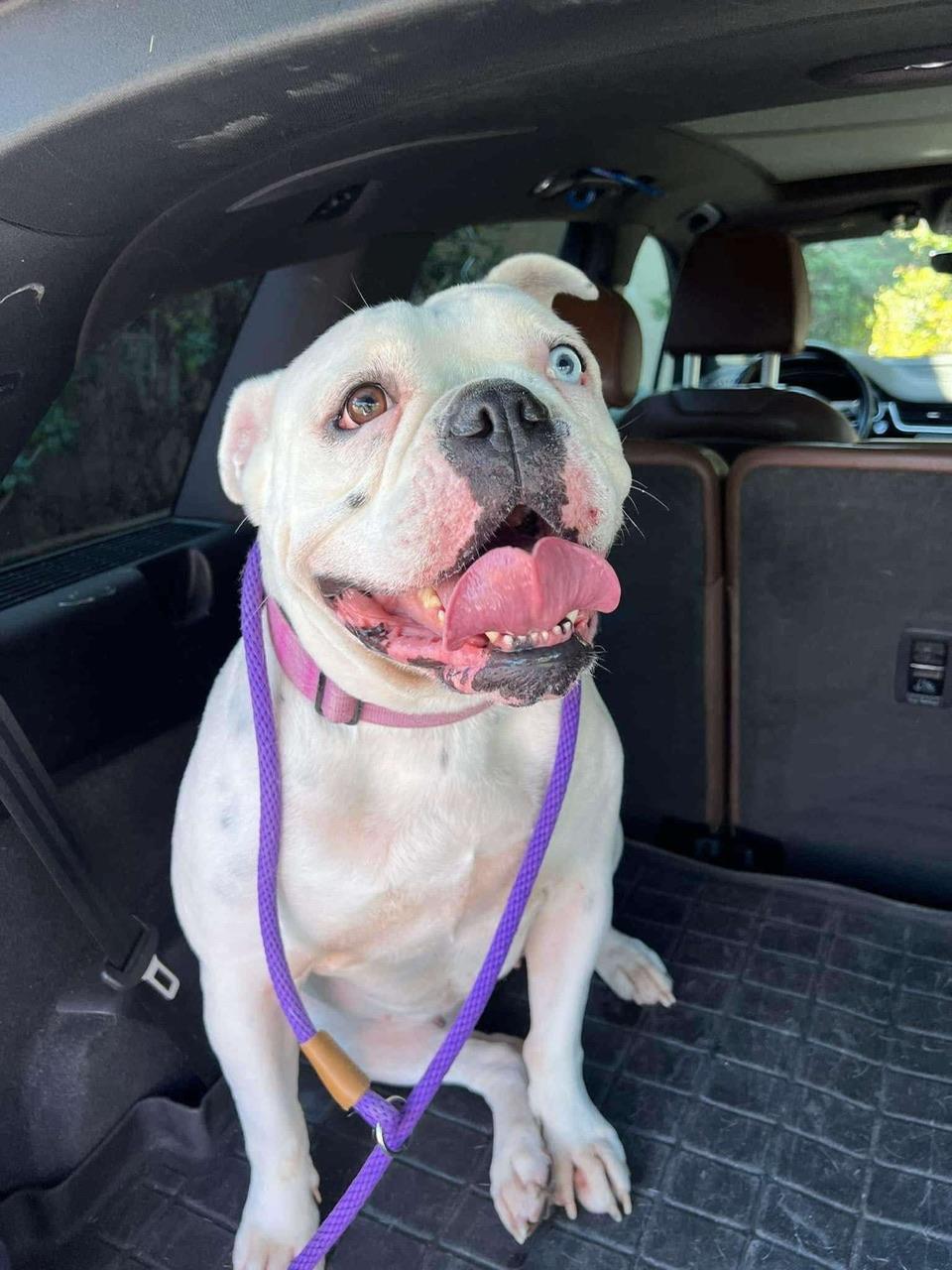 Ruby, a Adoptable American Bulldog in Hollister, CA image 3/4