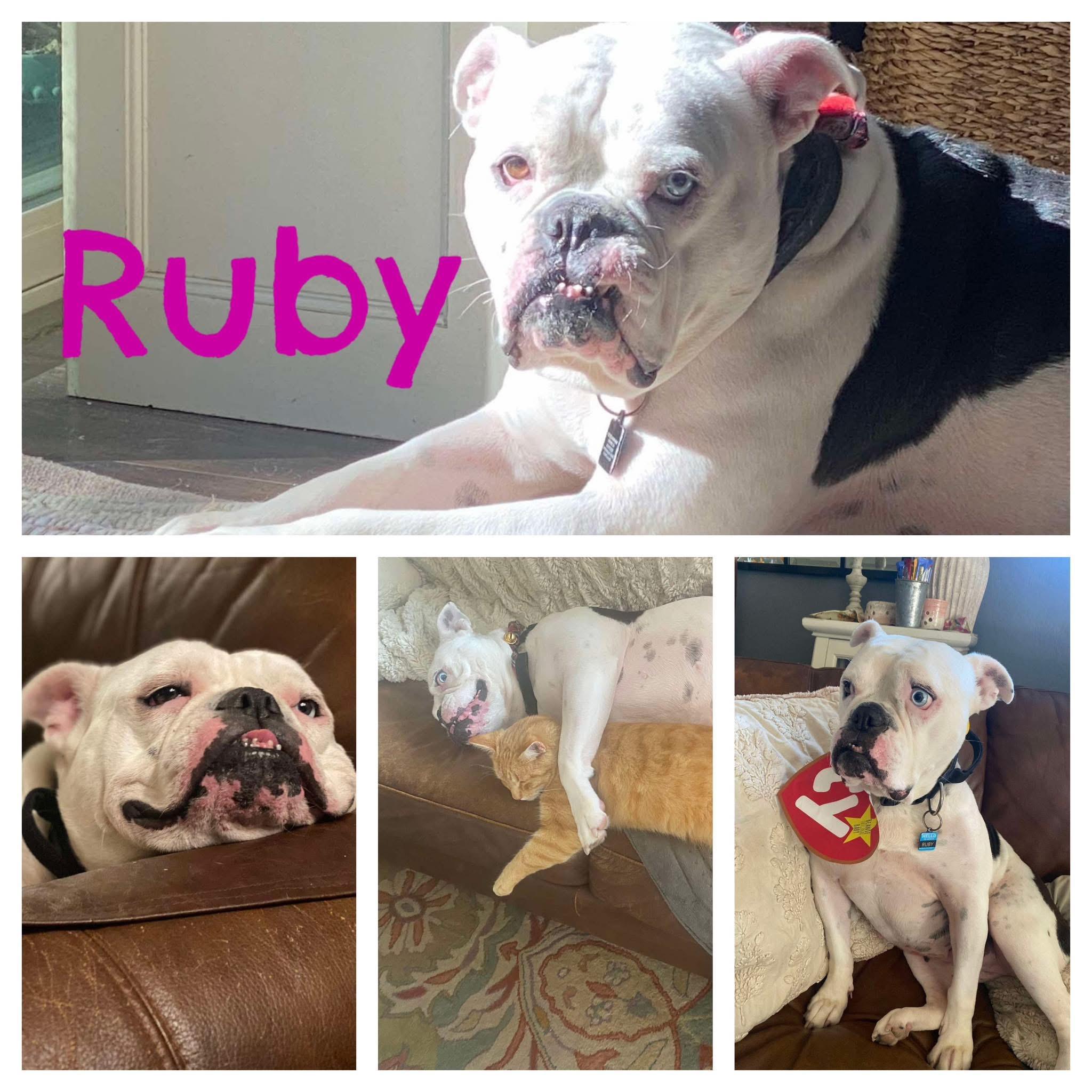 Ruby, Adoptable, Adult Female American Bulldog.