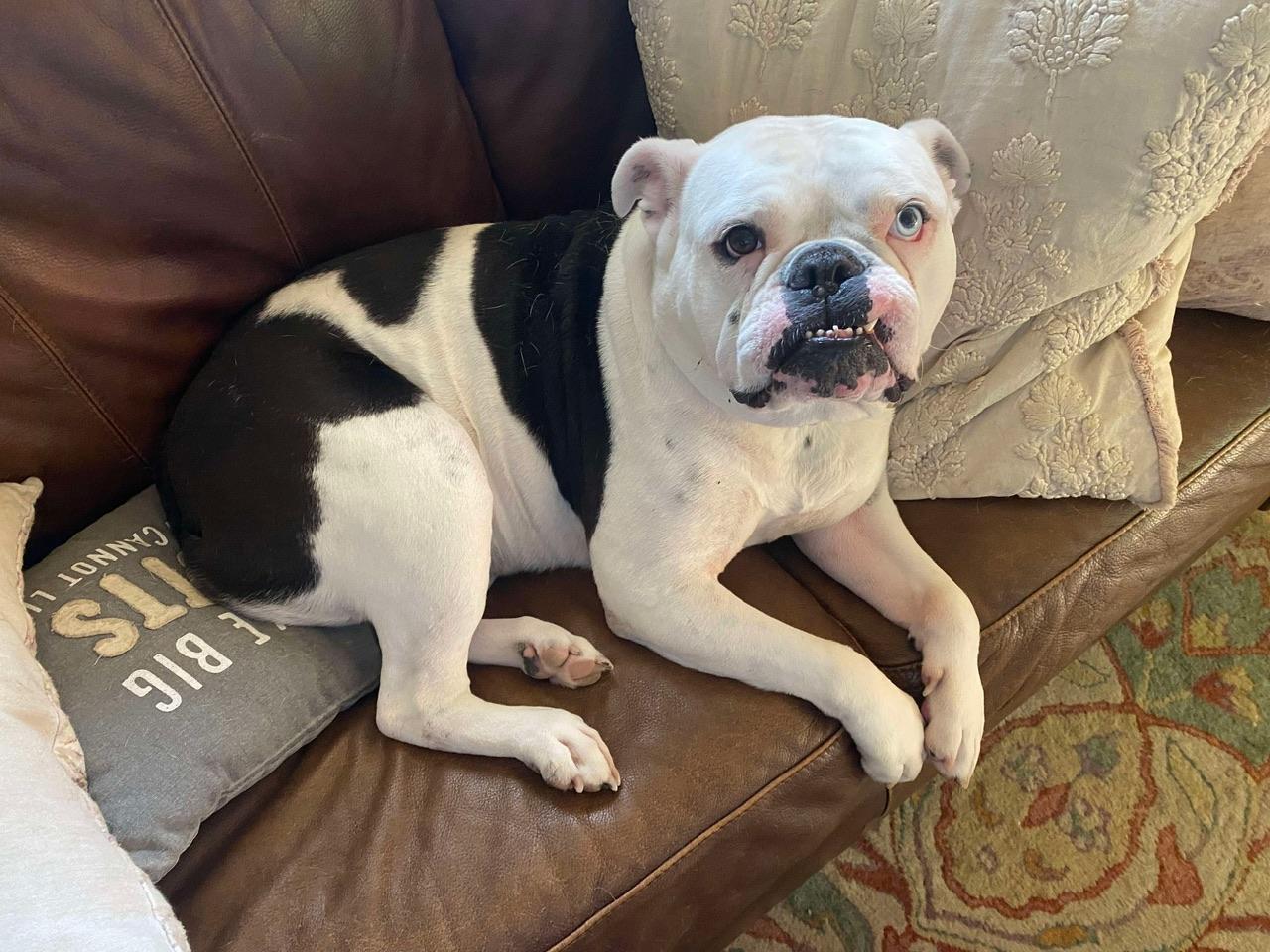 Ruby, a Adoptable American Bulldog in Hollister, CA image 4/4