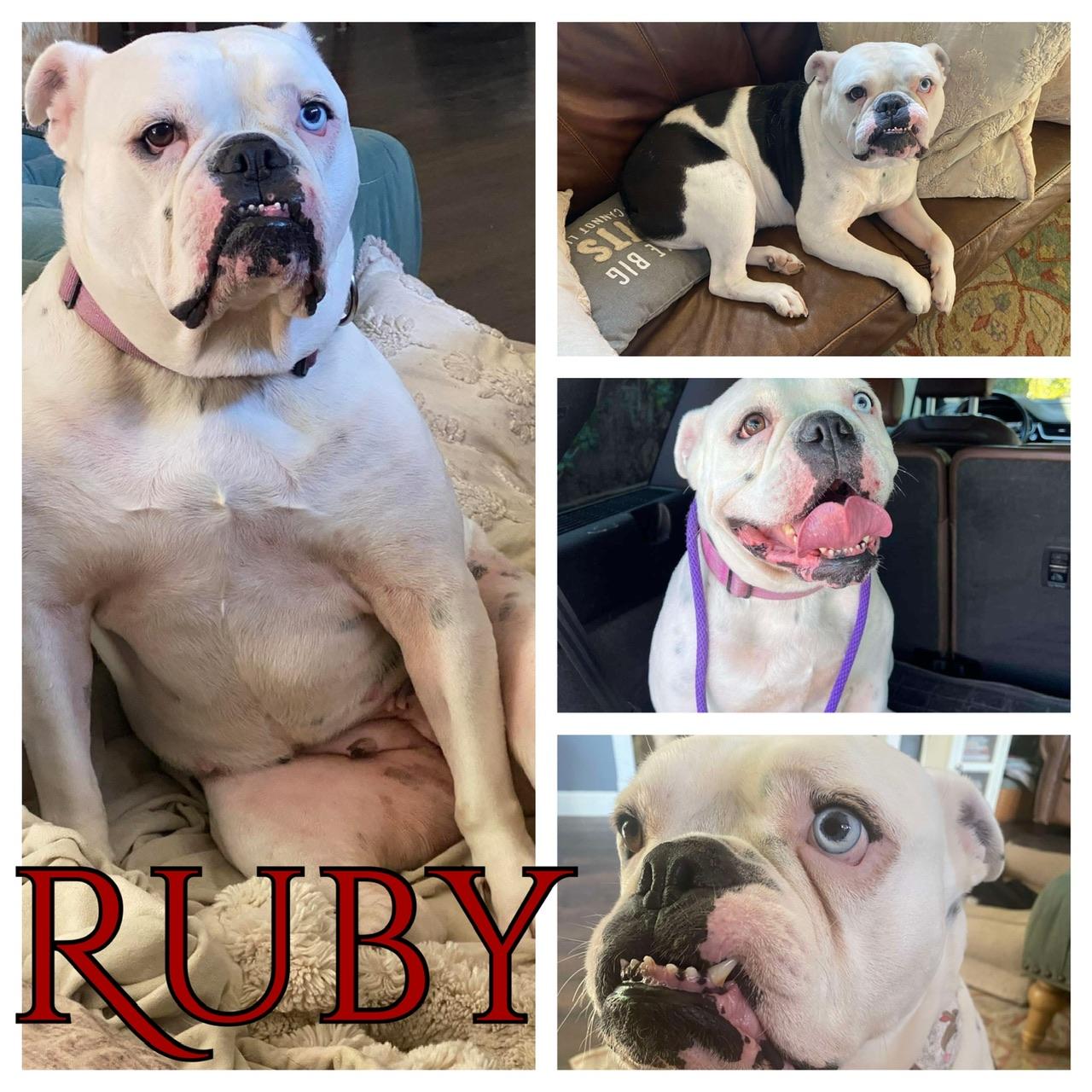 Ruby, a Adoptable American Bulldog in Hollister, CA image 1/4