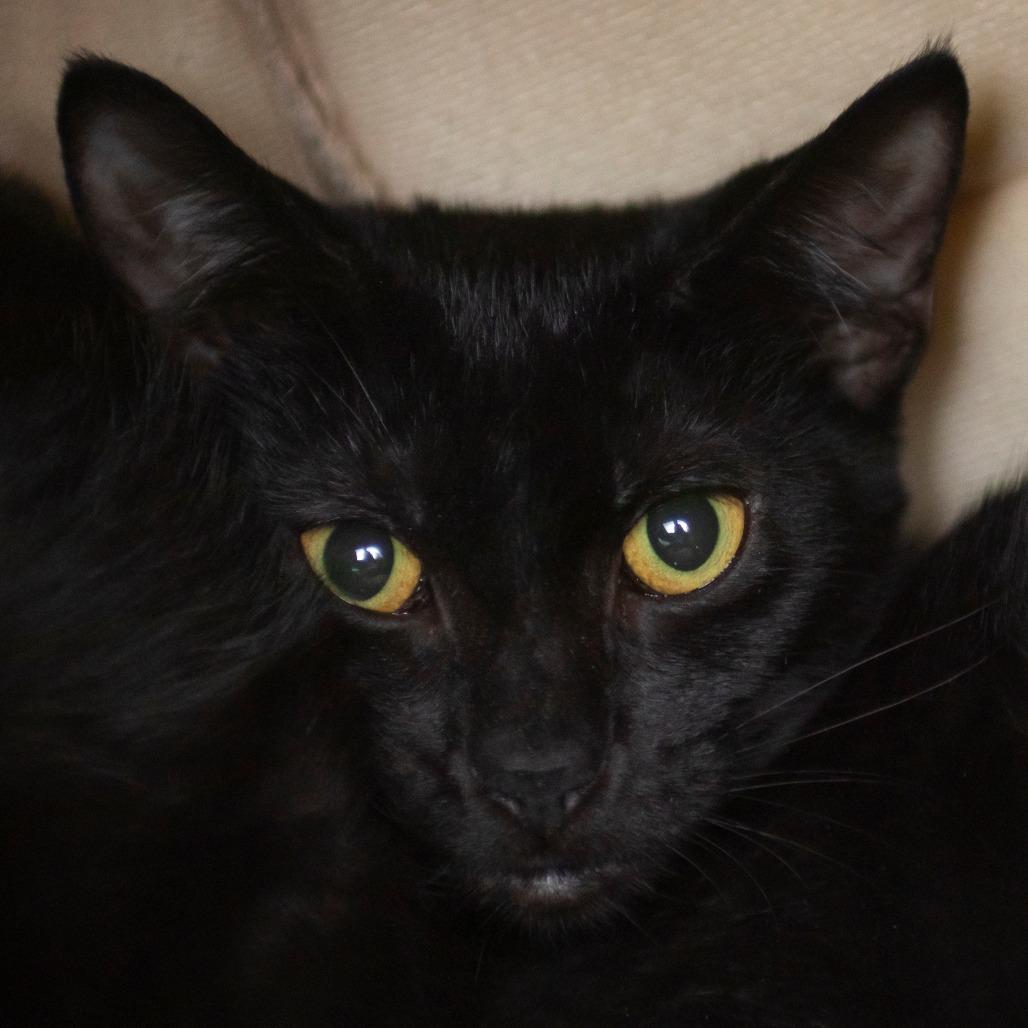 Rosy, Adoptable, Kitten Female Domestic Short Hair.