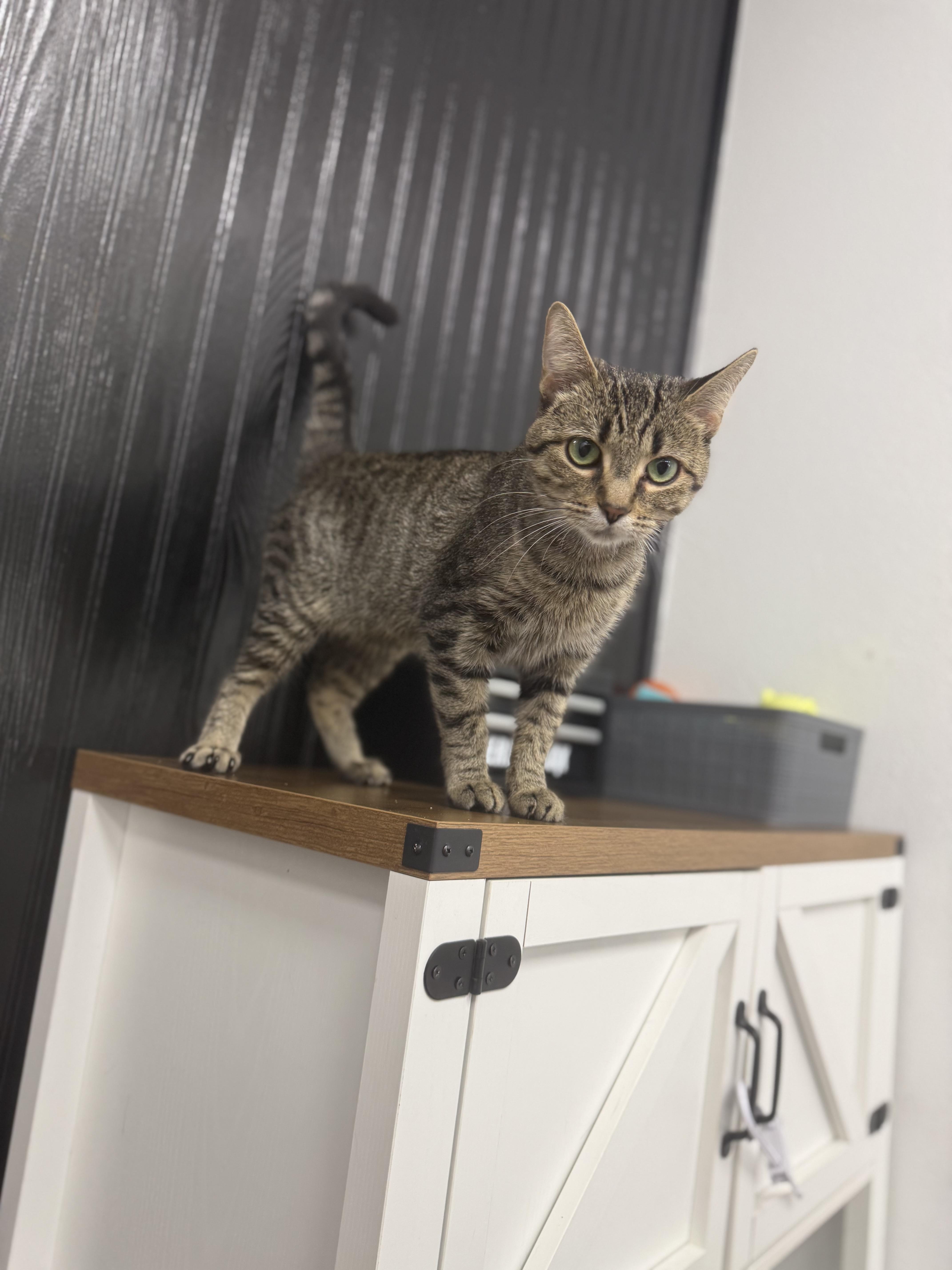 Pickles, Adoptable, Adult Female Domestic Short Hair.