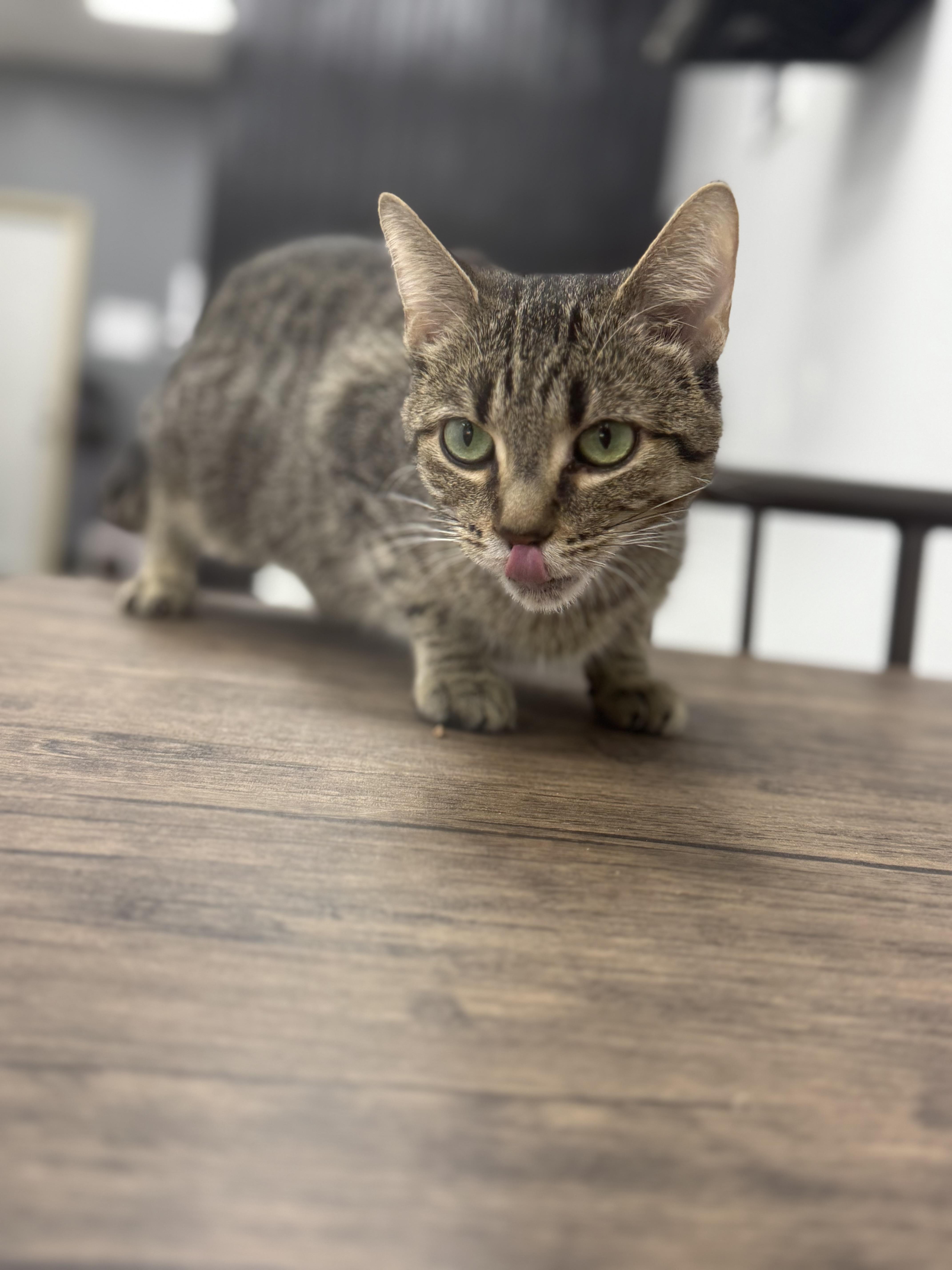 Enlarge Pickles, a Adoptable Domestic Short Hair in Fertile, MN image 2/2