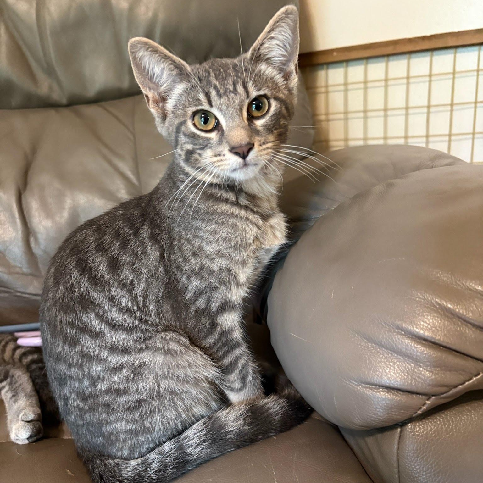 Roberto, Adoptable, Kitten Male Tabby.