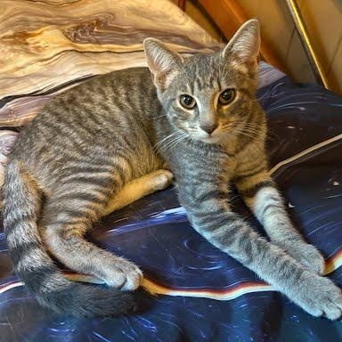 Enlarge Roberto, a Adoptable Tabby in Oswego, NY image 3/4