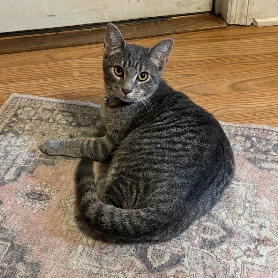 Enlarge Roberto, a Adoptable Tabby in Oswego, NY image 2/4