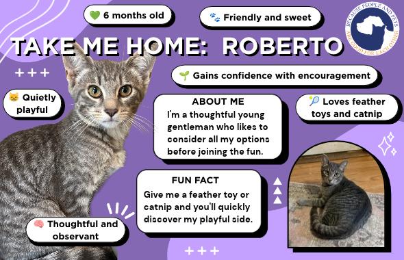 Enlarge Roberto, a Adoptable Tabby in Oswego, NY image 4/4