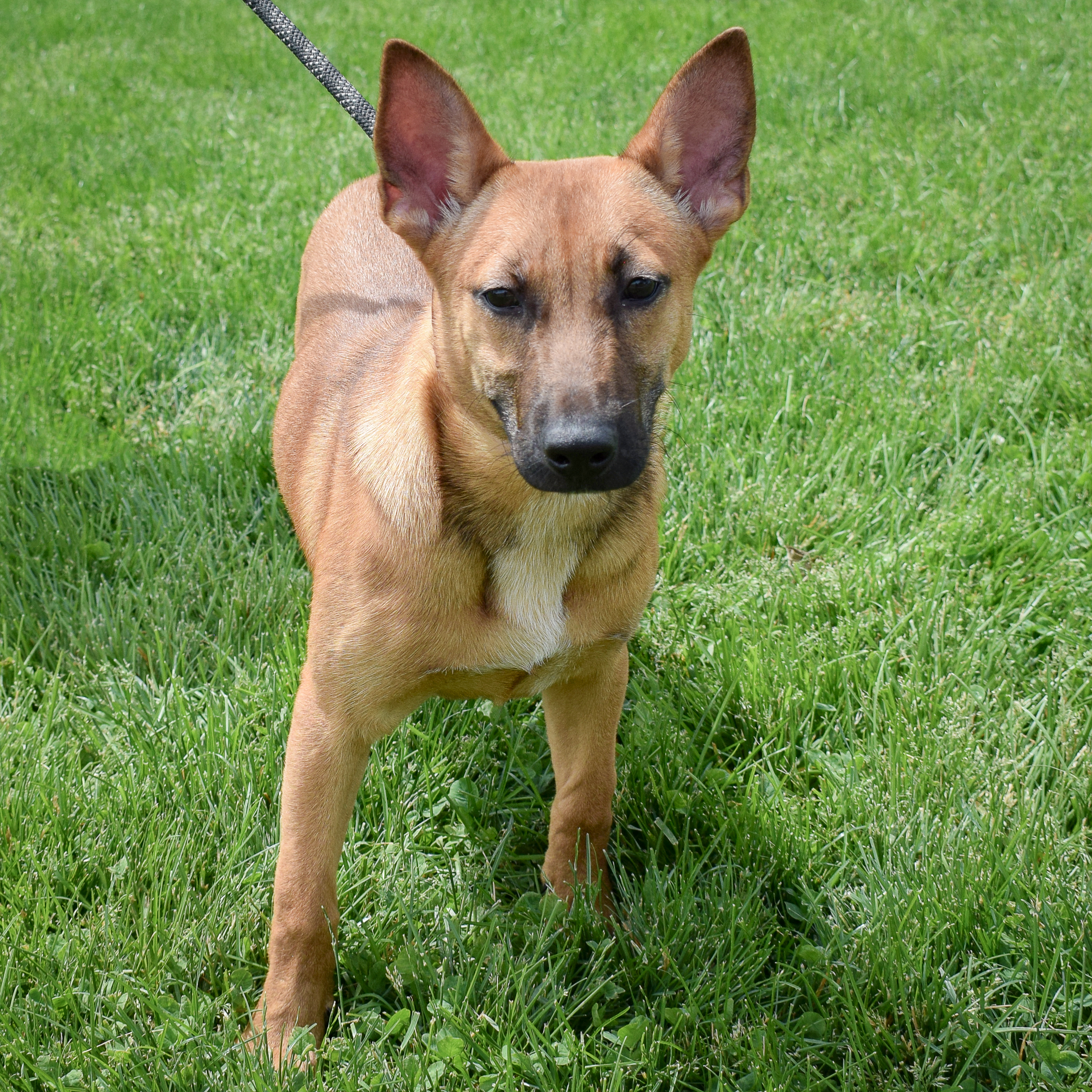 Dutch, a Adoptable mixed breed in Huntley, IL image 2/6