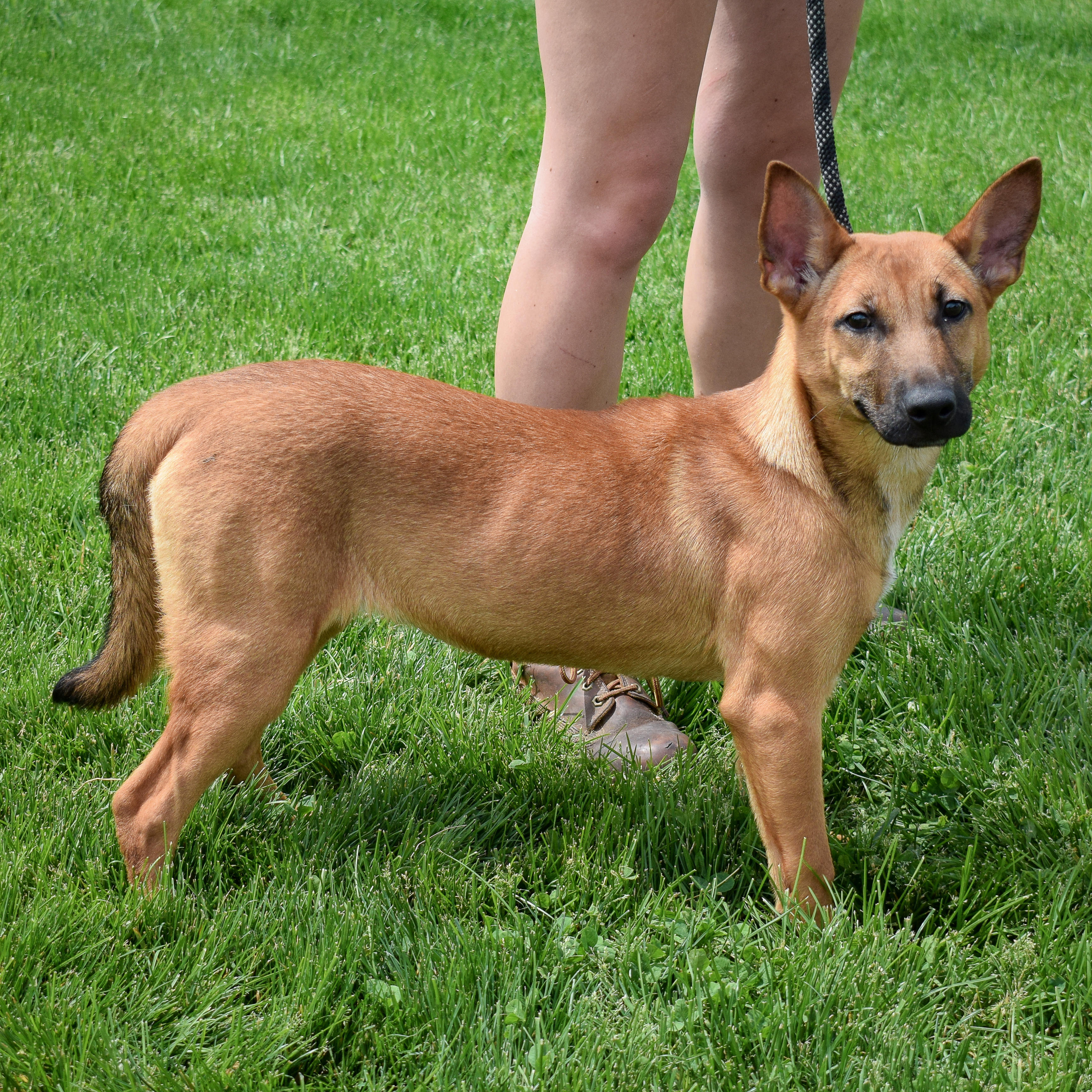 Dutch, a Adoptable mixed breed in Huntley, IL image 3/6