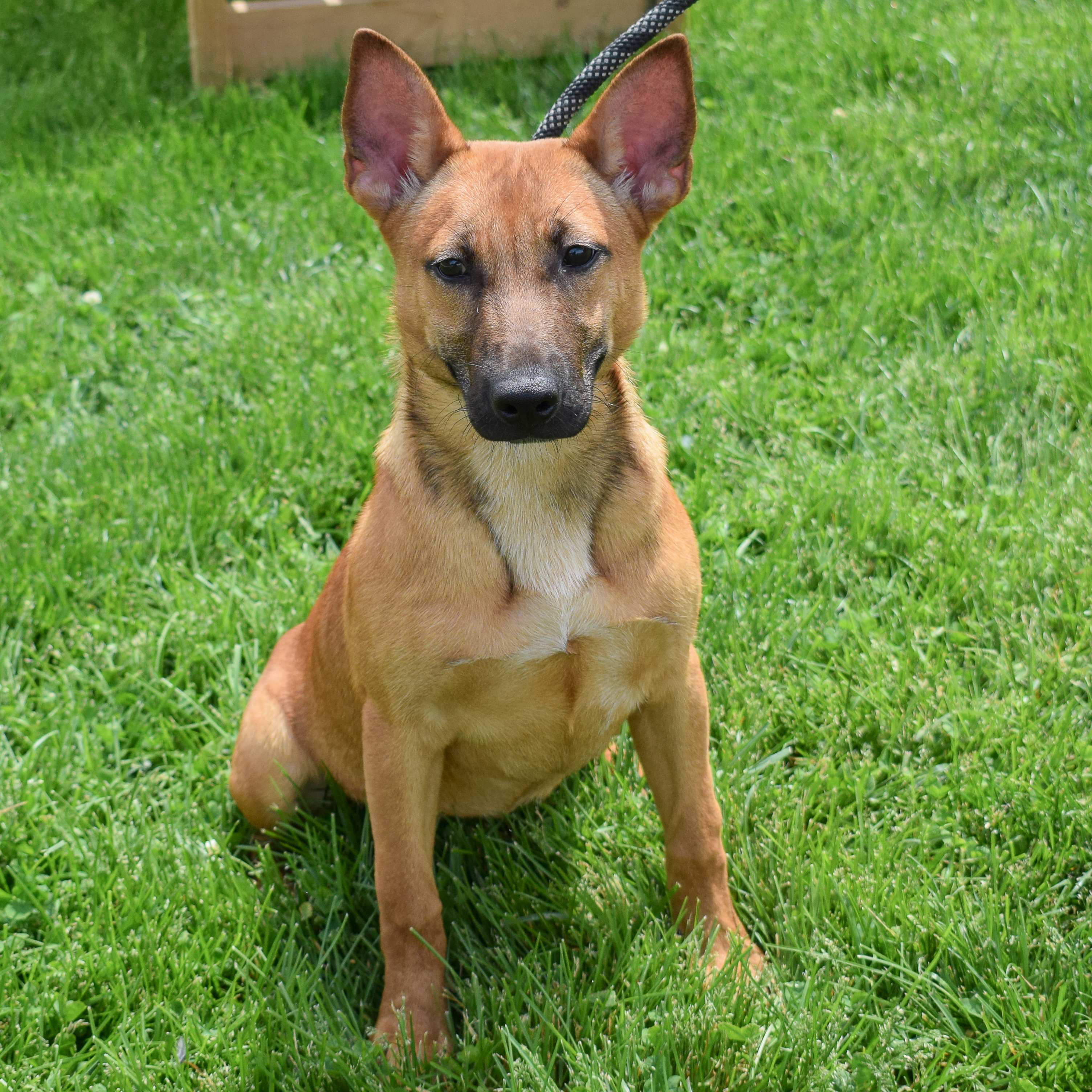 Dutch, a Adoptable mixed breed in Huntley, IL image 4/6