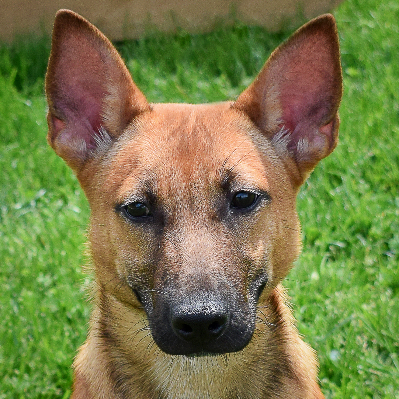 Dutch, a Adoptable mixed breed in Huntley, IL image 1/6