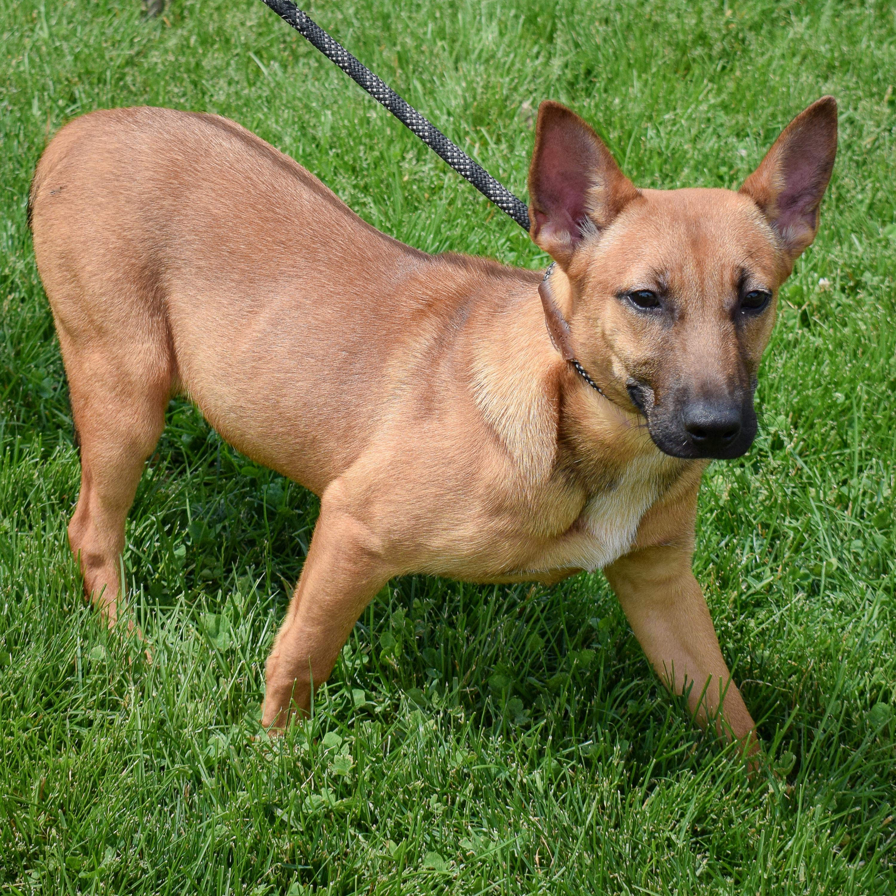 Dutch, a Adoptable mixed breed in Huntley, IL image 5/6