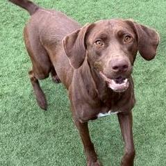 Enlarge Chocolate, a Adoptable mixed breed in Calverton, NY image 1/6