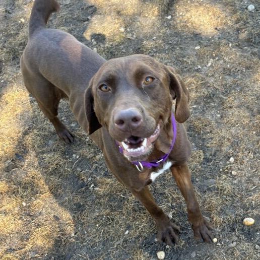 Enlarge Chocolate, a Adoptable mixed breed in Calverton, NY image 2/6
