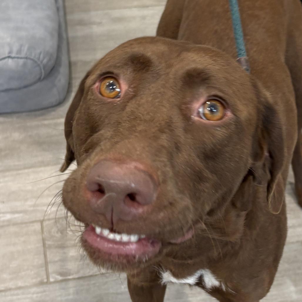 Enlarge Chocolate, a Adoptable mixed breed in Calverton, NY image 3/6