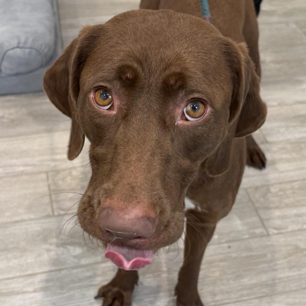 Enlarge Chocolate, a Adoptable mixed breed in Calverton, NY image 4/6