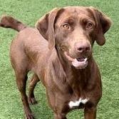 Enlarge Chocolate, a Adoptable mixed breed in Calverton, NY image 5/6