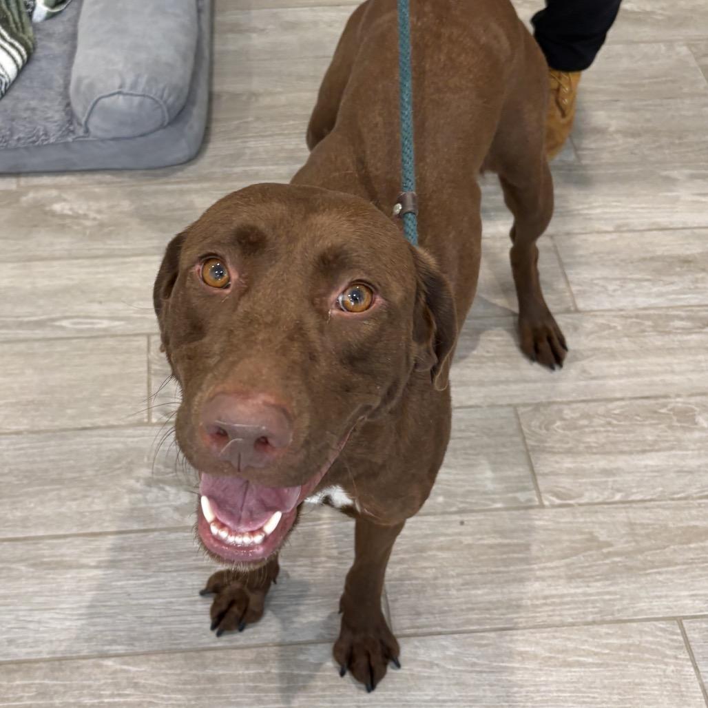 Enlarge Chocolate, a Adoptable mixed breed in Calverton, NY image 6/6