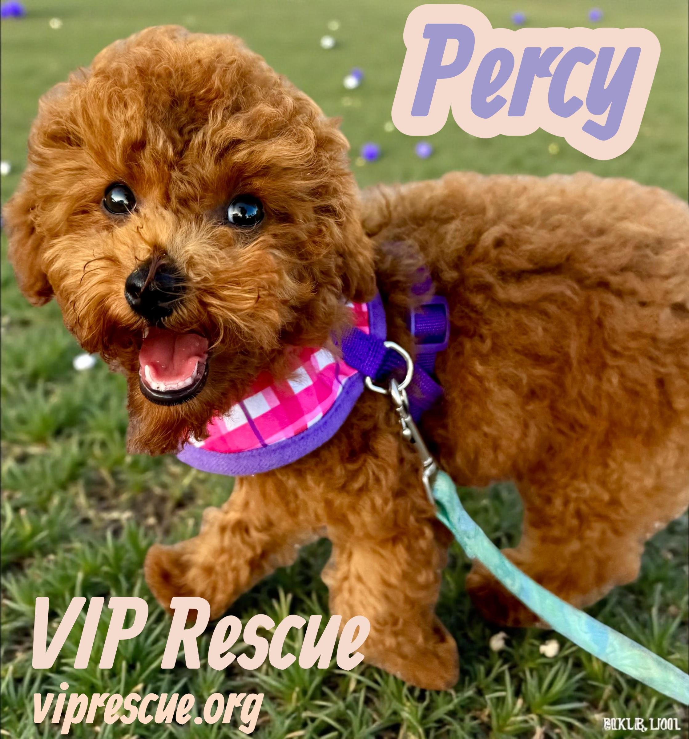 Percy Redington Beach, an adopted mixed breed in Redington Beach, FL image 2/4