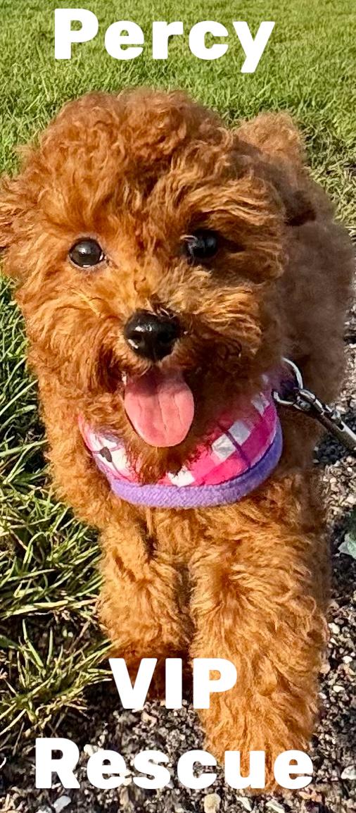 Percy Redington Beach, an adopted mixed breed in Redington Beach, FL image 1/4