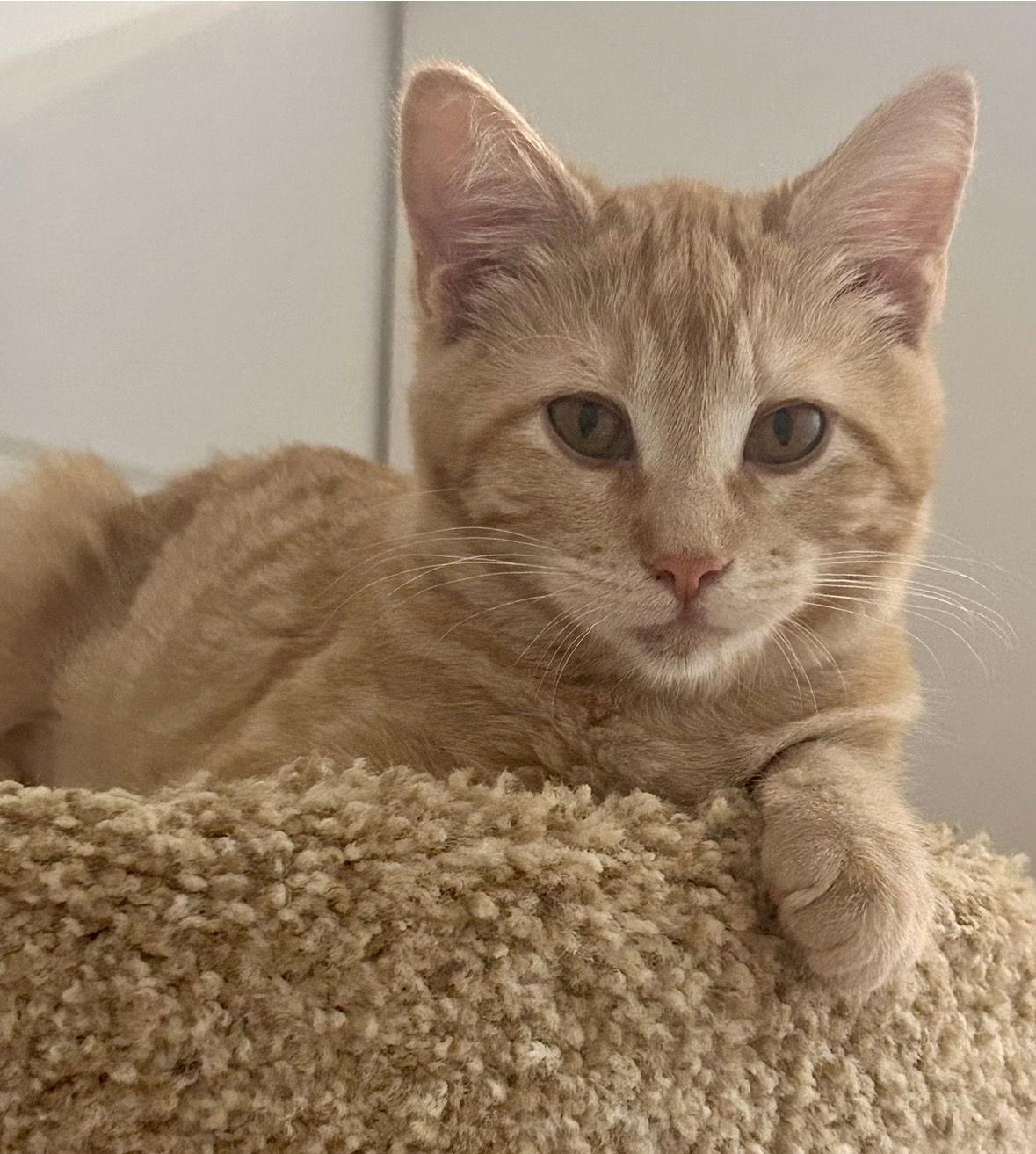 Enlarge Peanut, a Adoptable Domestic Short Hair in Sonora, CA image 1/1