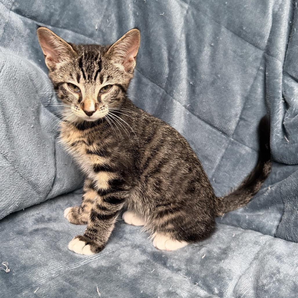 Kars, a Adoptable Domestic Short Hair in Ashland, OR image 1/3