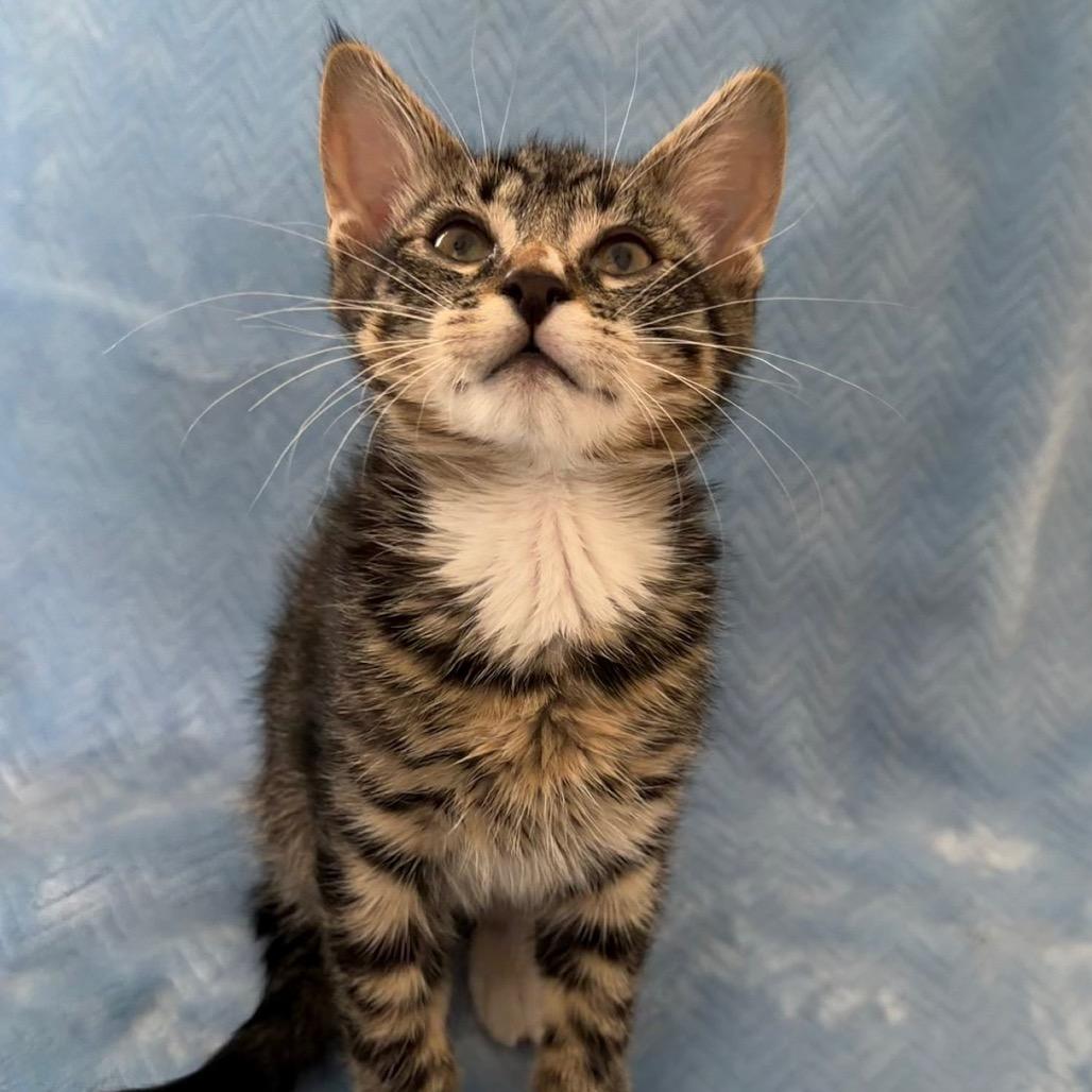 Kars, a Adoptable Domestic Short Hair in Ashland, OR image 2/3