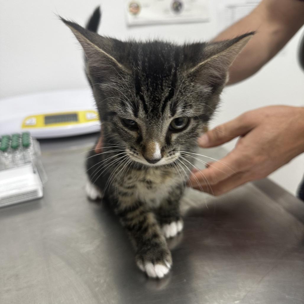 Kars, a Adoptable Domestic Short Hair in Ashland, OR image 3/3